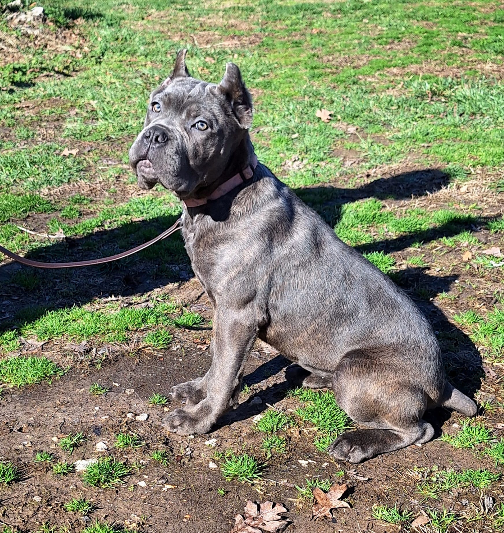 Brindle female 2 – Cane Corso puppy for sale in Macks Creek, MO