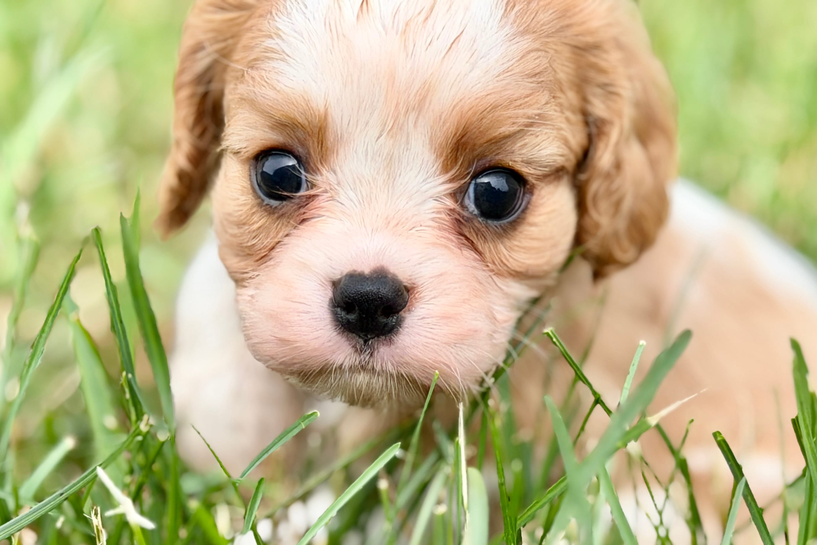 Ari – Cavalier King Charles Spaniel puppy for sale in Sturgis, MI