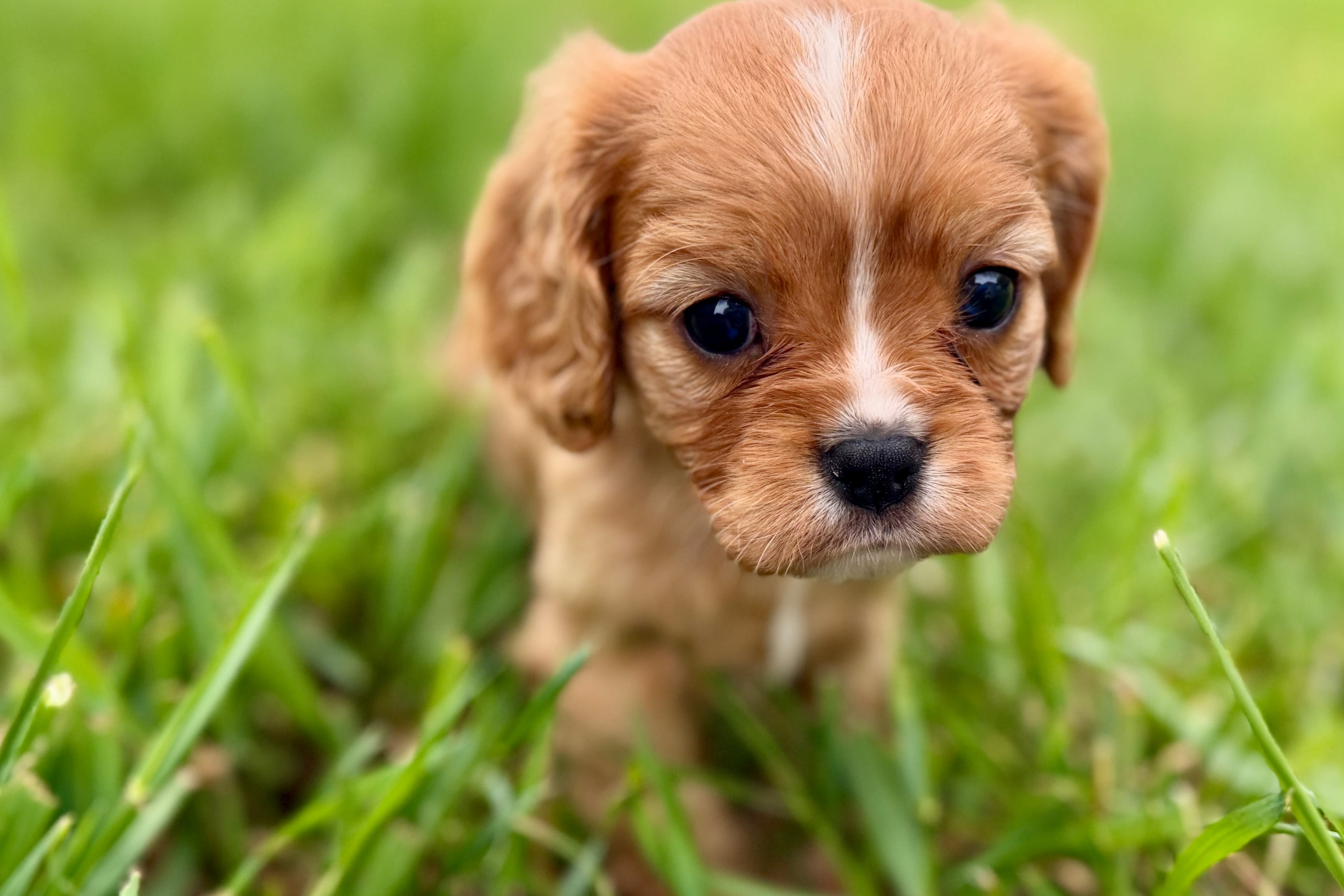 Alyssa – Cavalier King Charles Spaniel puppy for sale in Sturgis, MI