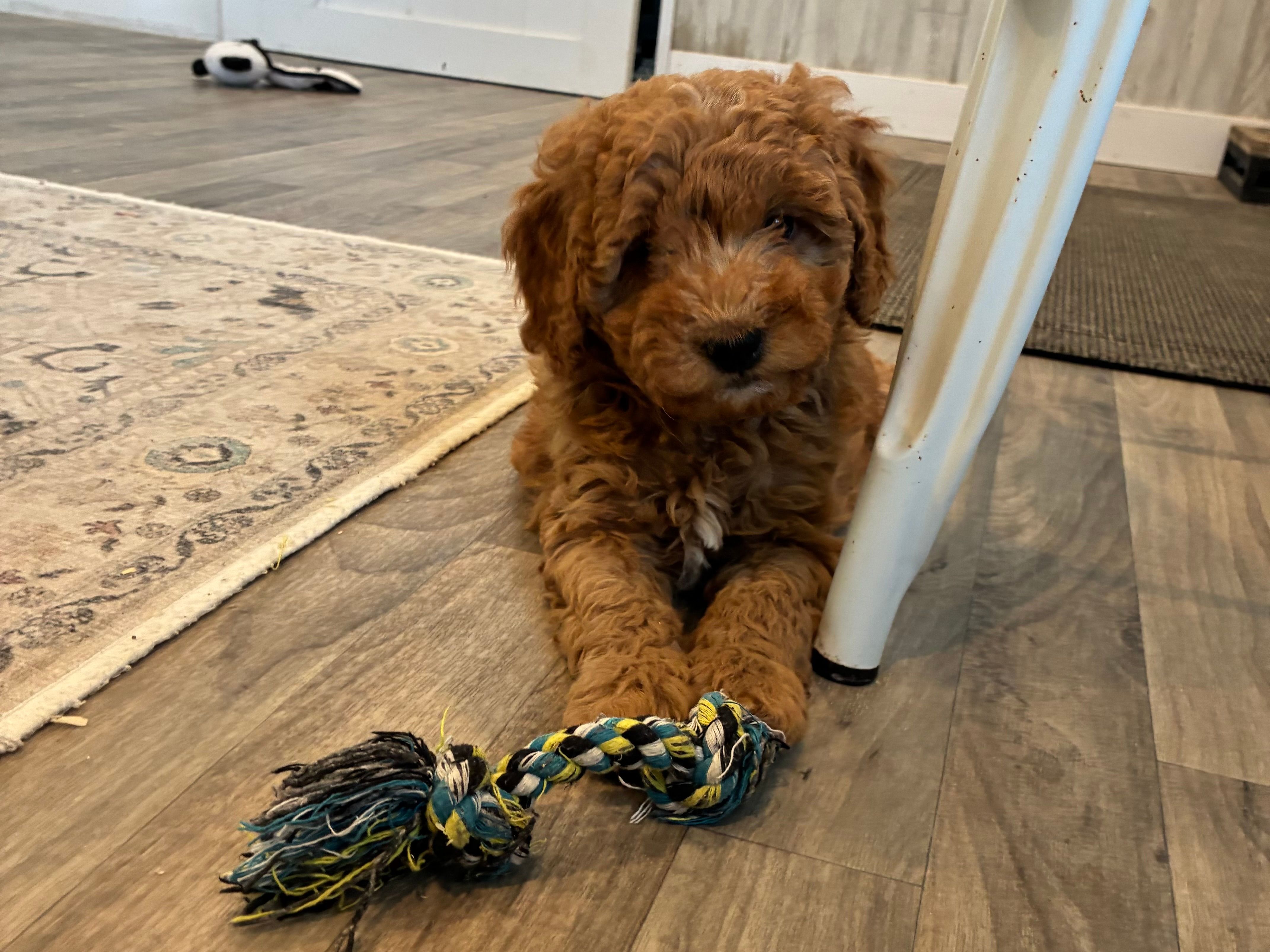 Magnolia  – Miniature Goldendoodle puppy for sale in Donnellson, IA