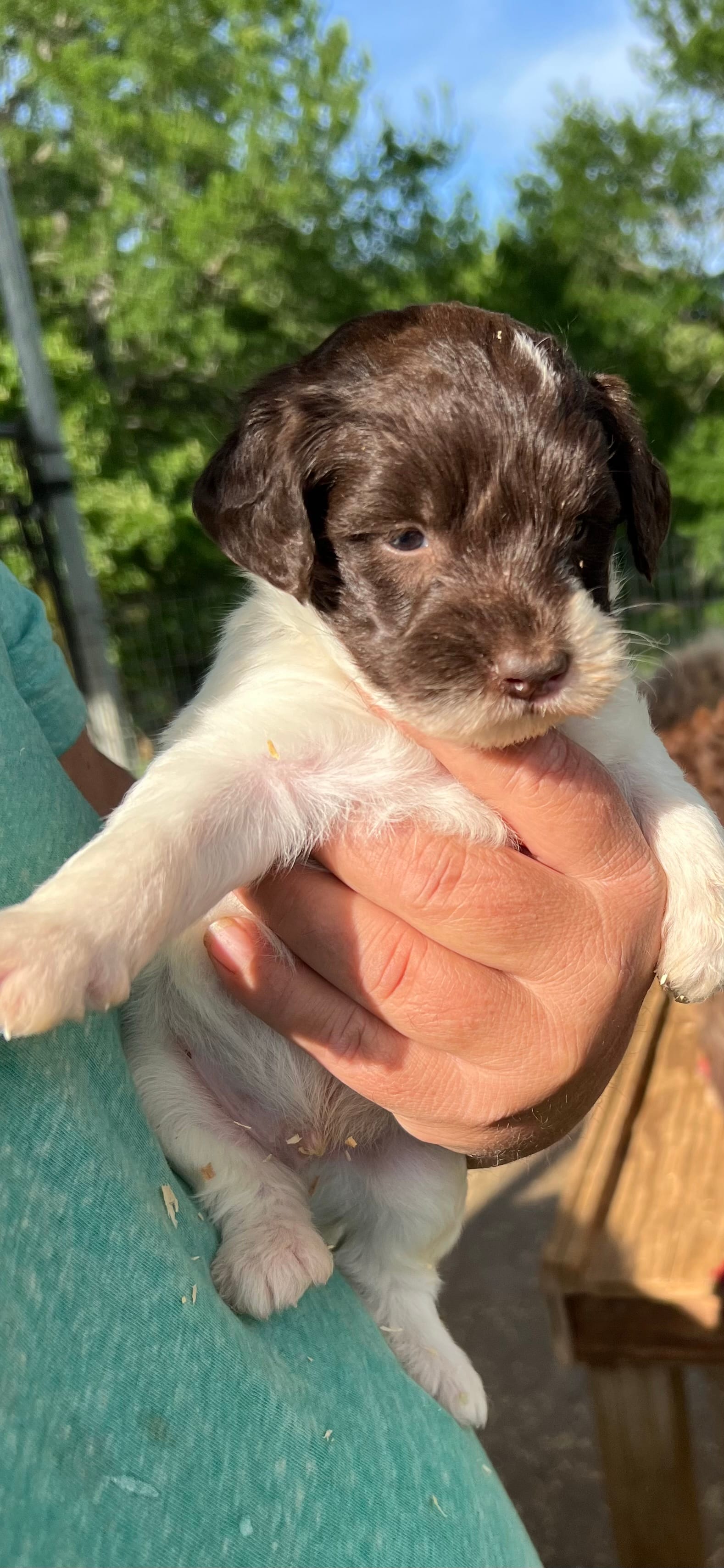 Jeff – Labradoodle puppy for sale in Kingston, OK