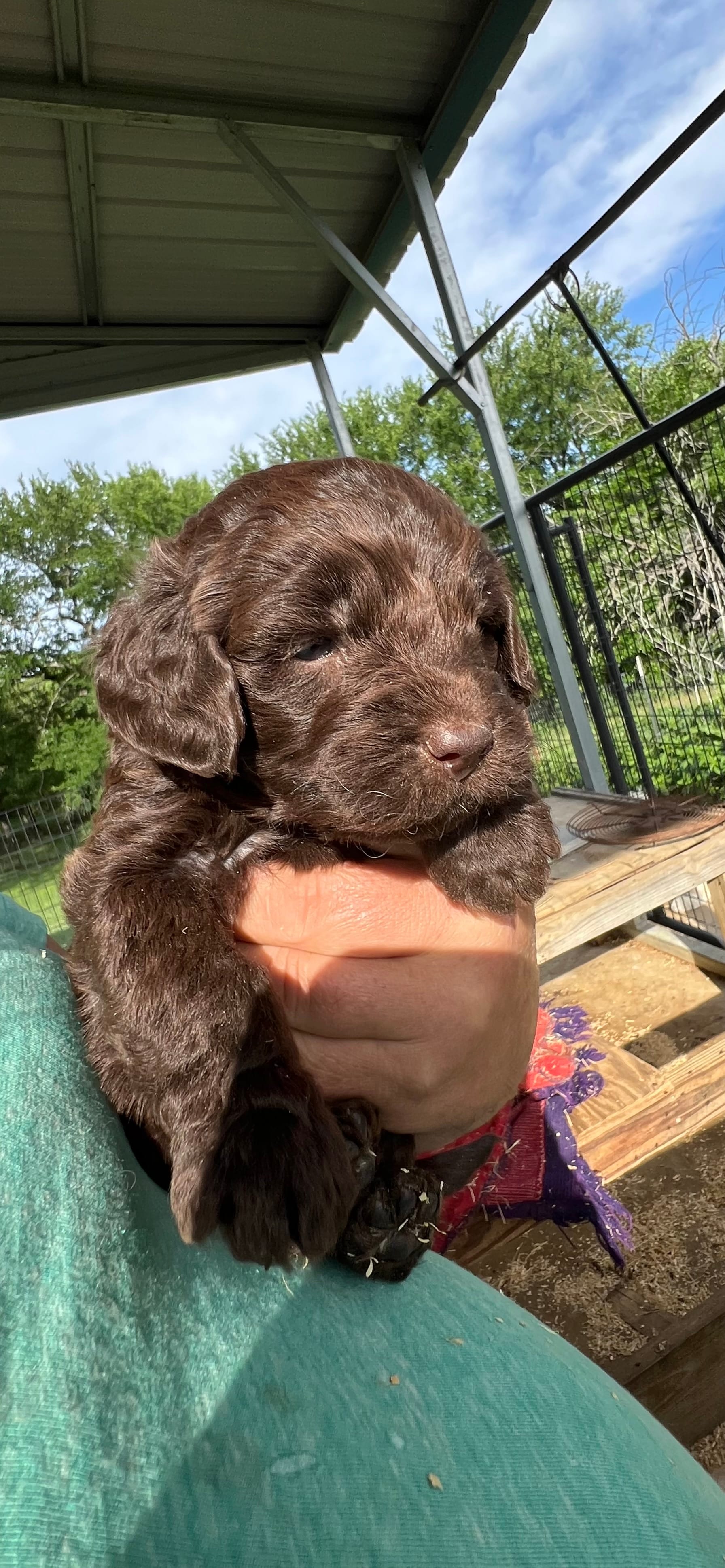 Chocolate boy #4 – Labradoodle puppy for sale in Kingston, OK