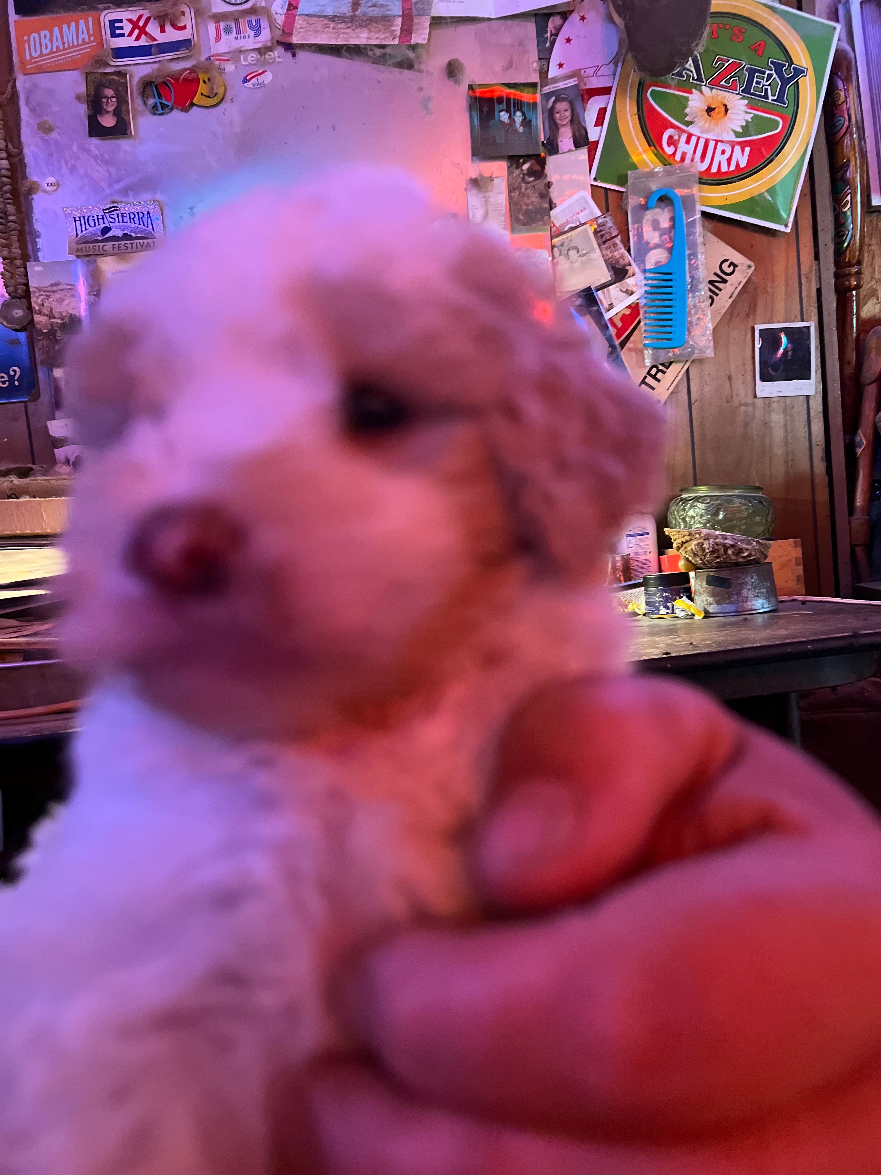 Kobe – Labradoodle puppy for sale in Kingston, OK