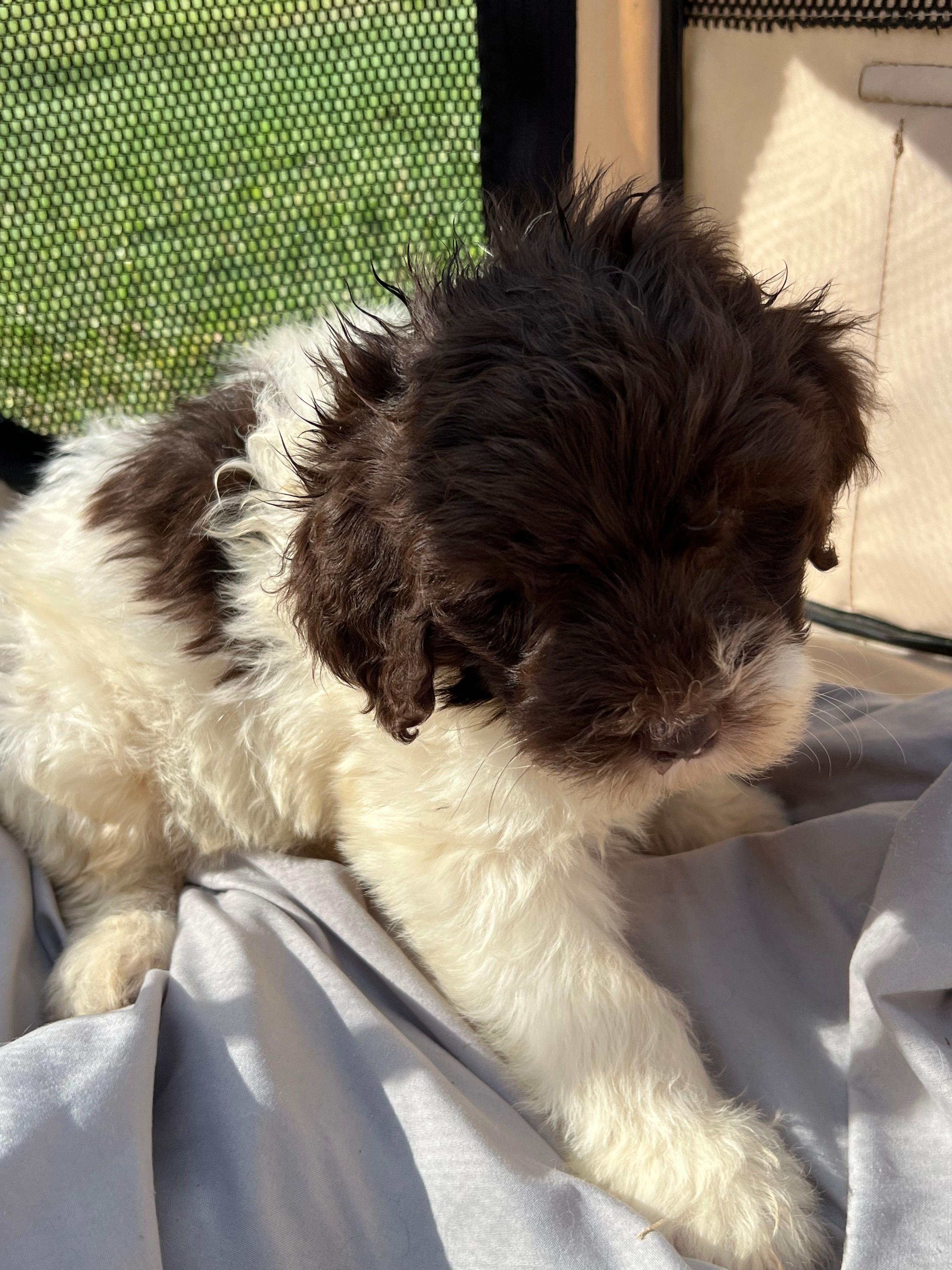 Zebby  – Labradoodle puppy for sale in Kingston, OK
