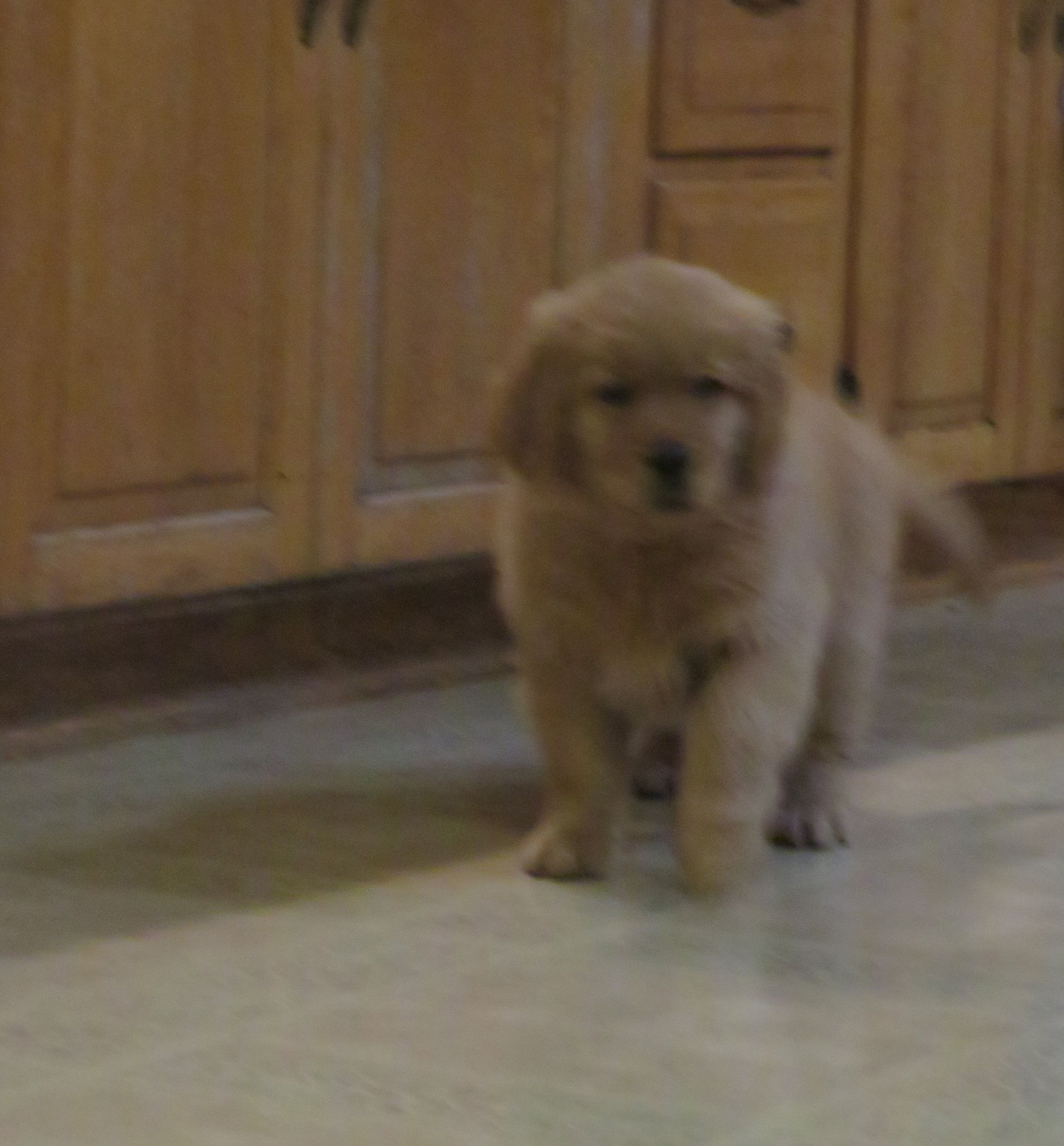 THEO - Champion Line