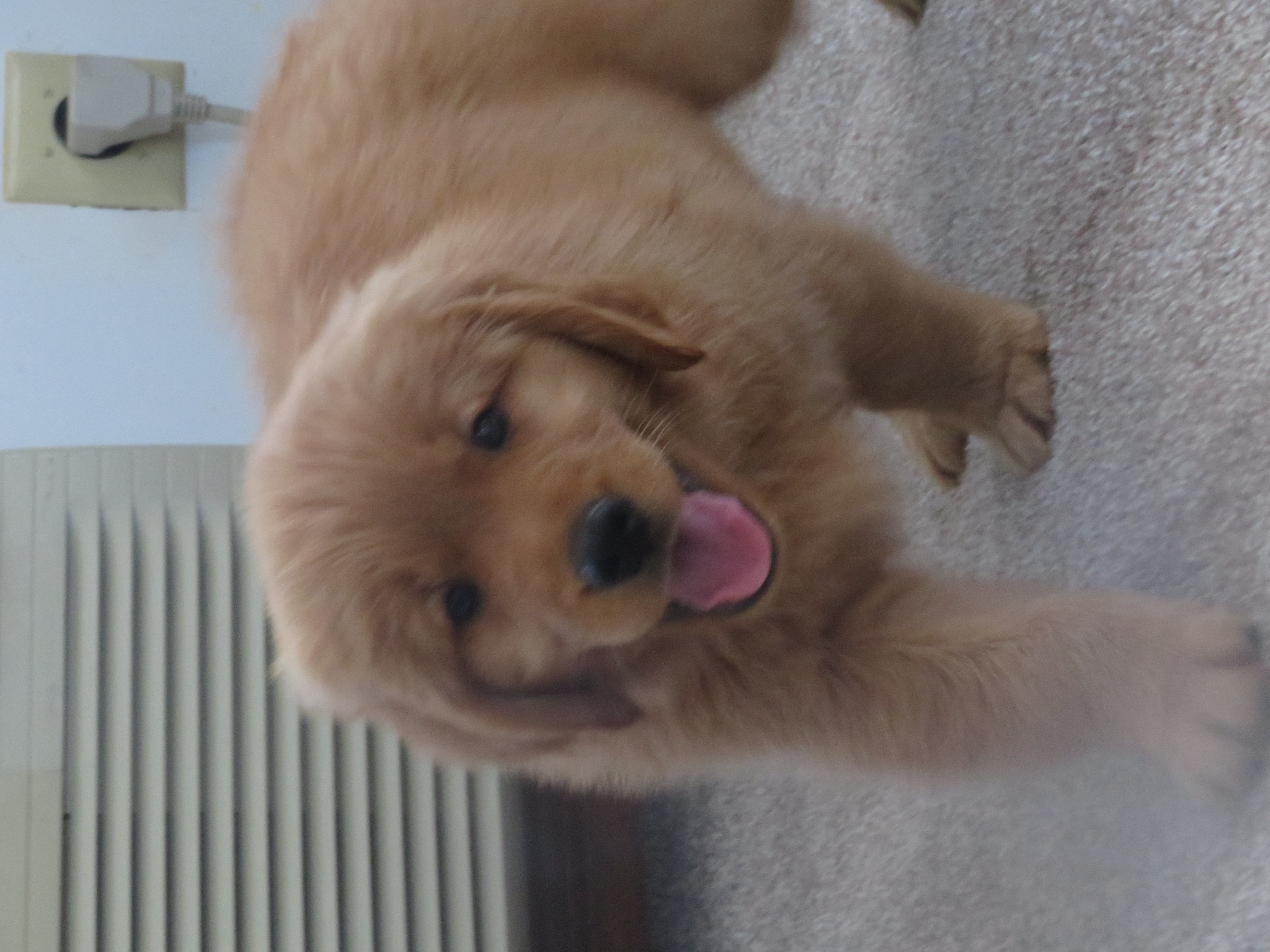 THEO - Champion Line