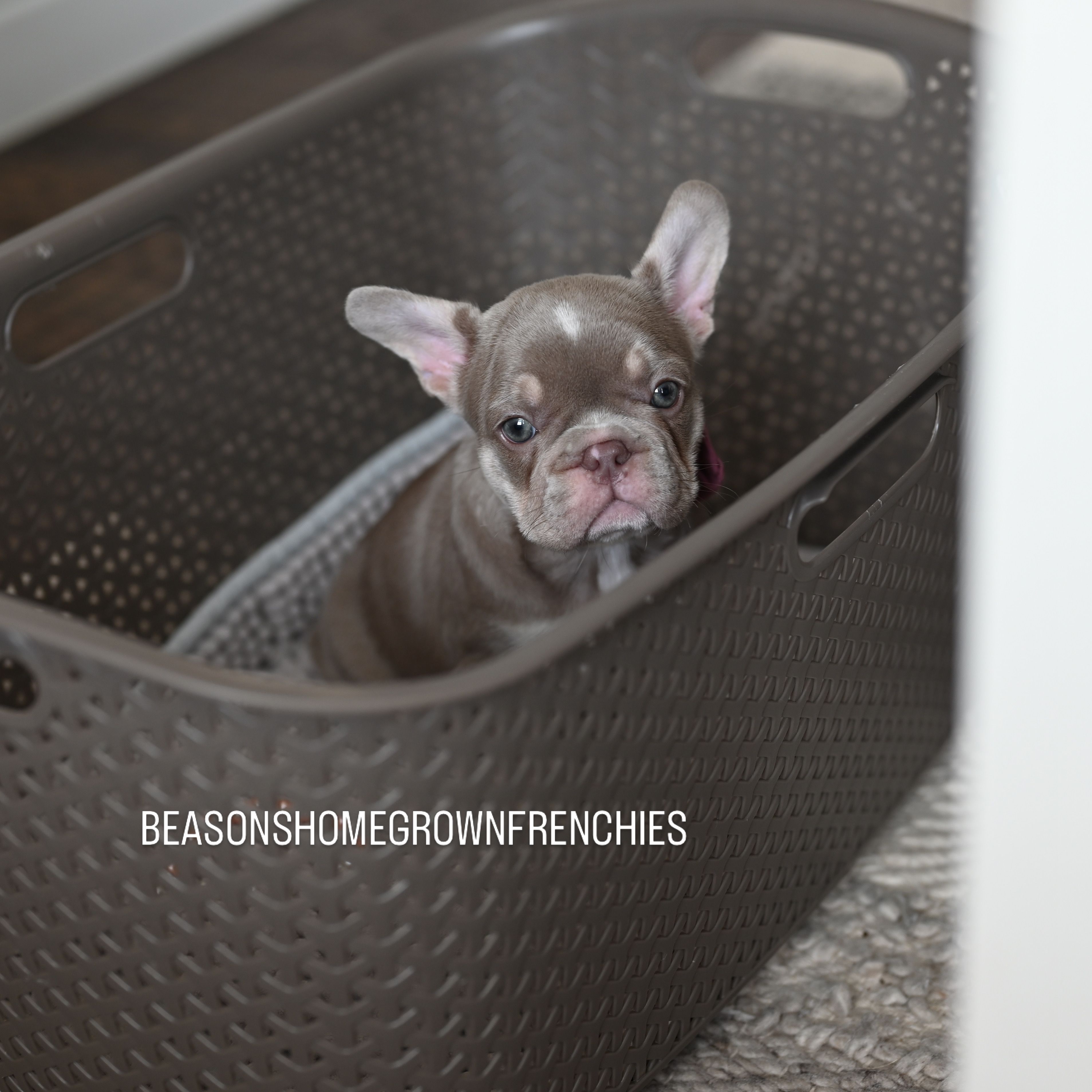 WILLOW – French Bulldog puppy for sale in Blue Ridge, TX