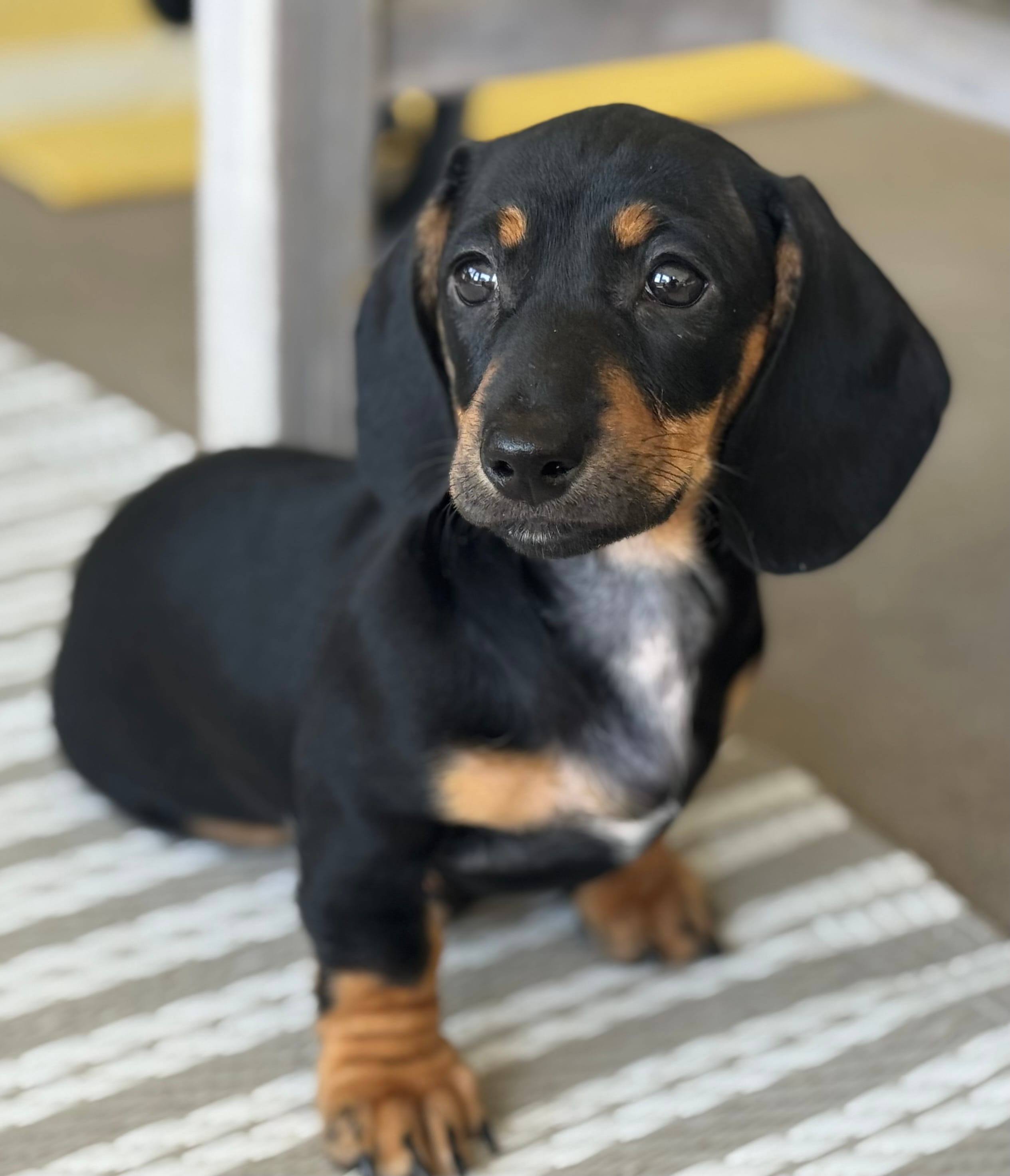 Lucy – Miniature Dachshund puppy for sale in Safety Harbor, FL