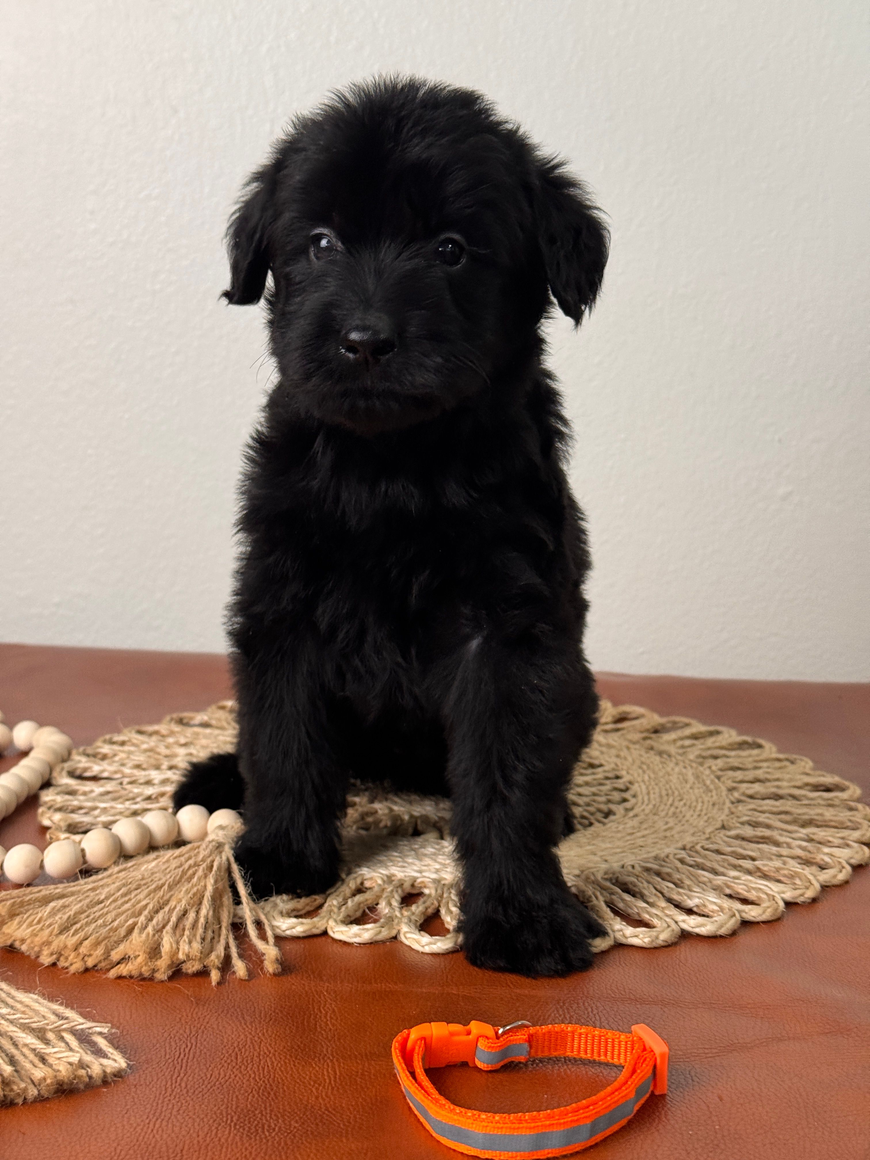 Black Female Orange Collar Black – Giant Schnauzer puppy for sale in Saint George, UT