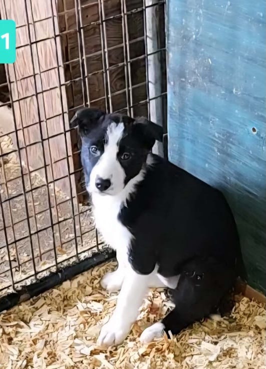Lucy – Border Collie puppy for sale in Prairie du Chien, WI