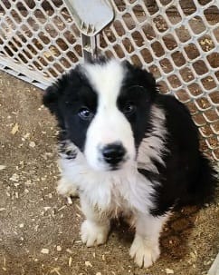Jake – Border Collie puppy for sale in Prairie du Chien, WI