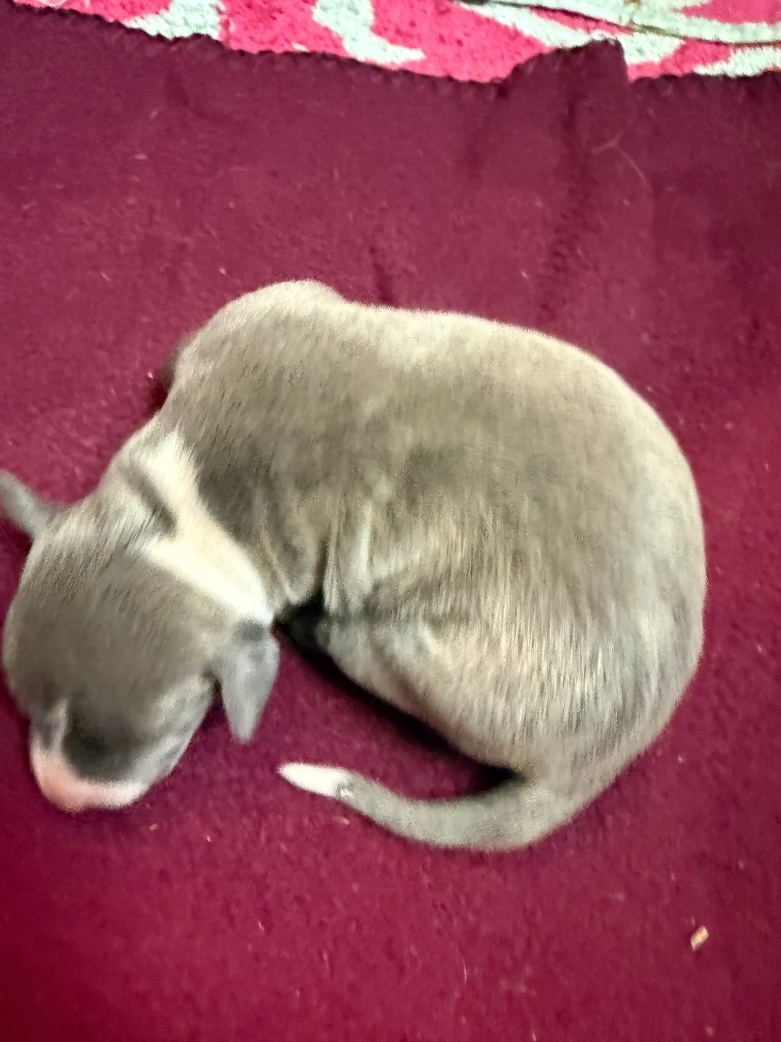 Bleu – Italian Greyhound puppy for sale in Hickory, NC