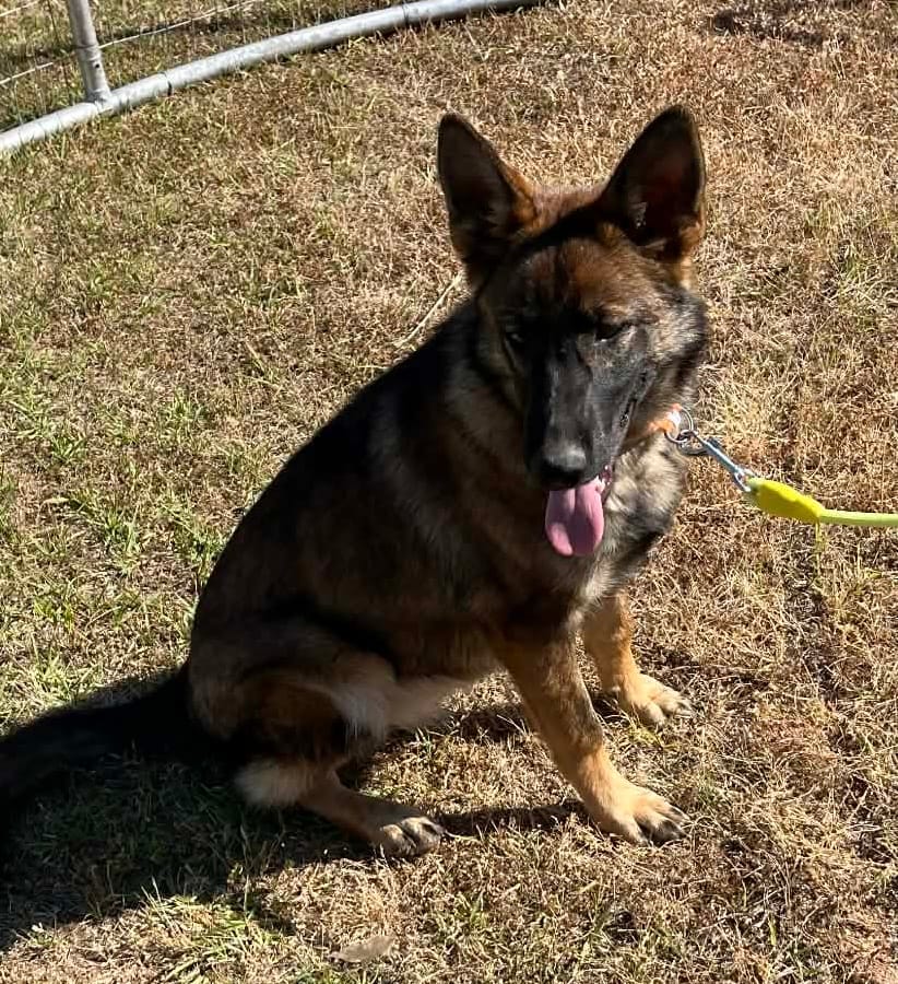 Orange L F – German Shepherd Dog puppy for sale in Irwinton, GA