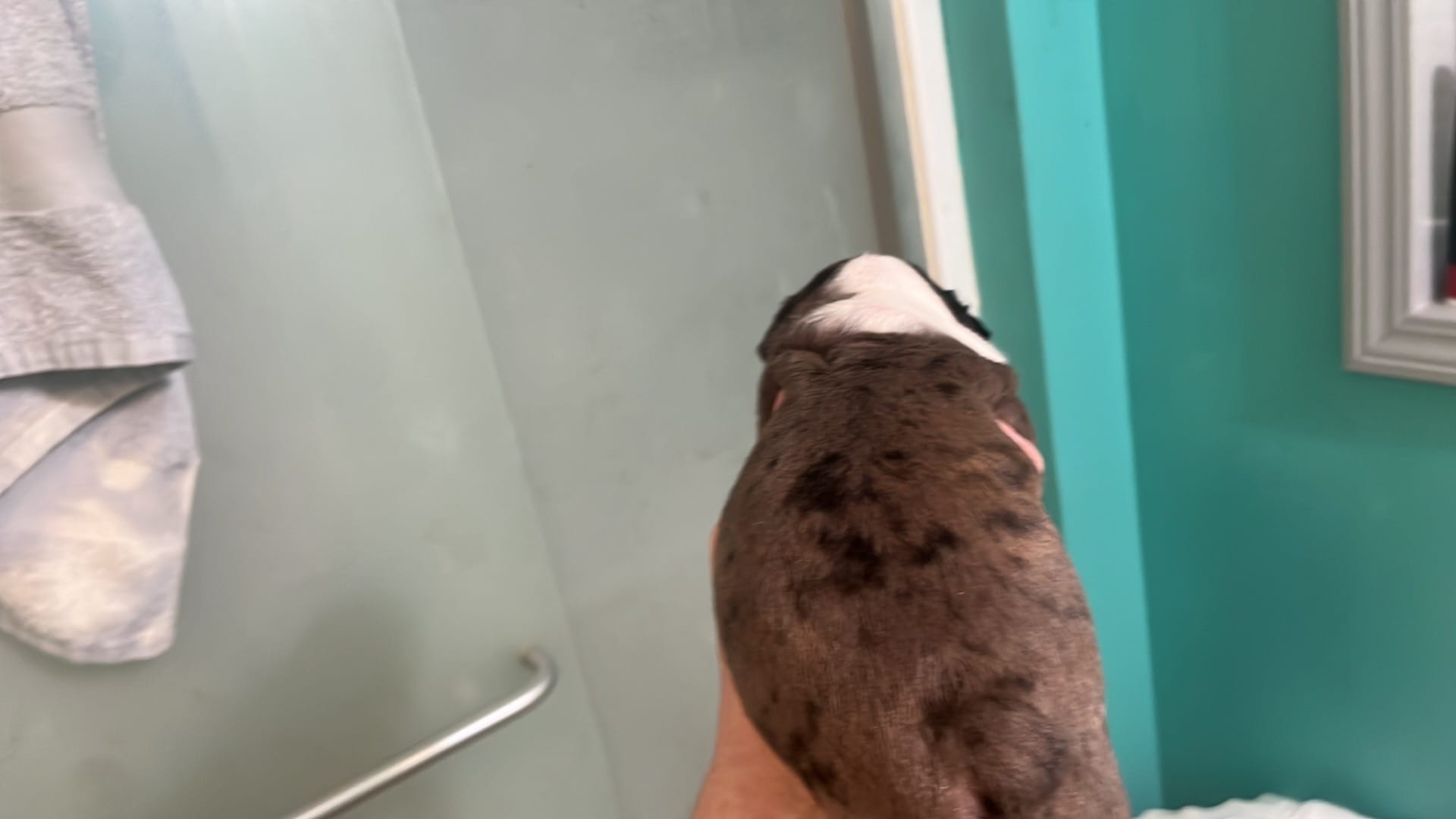 Venus – Boston Terrier puppy for sale in East Dublin, GA