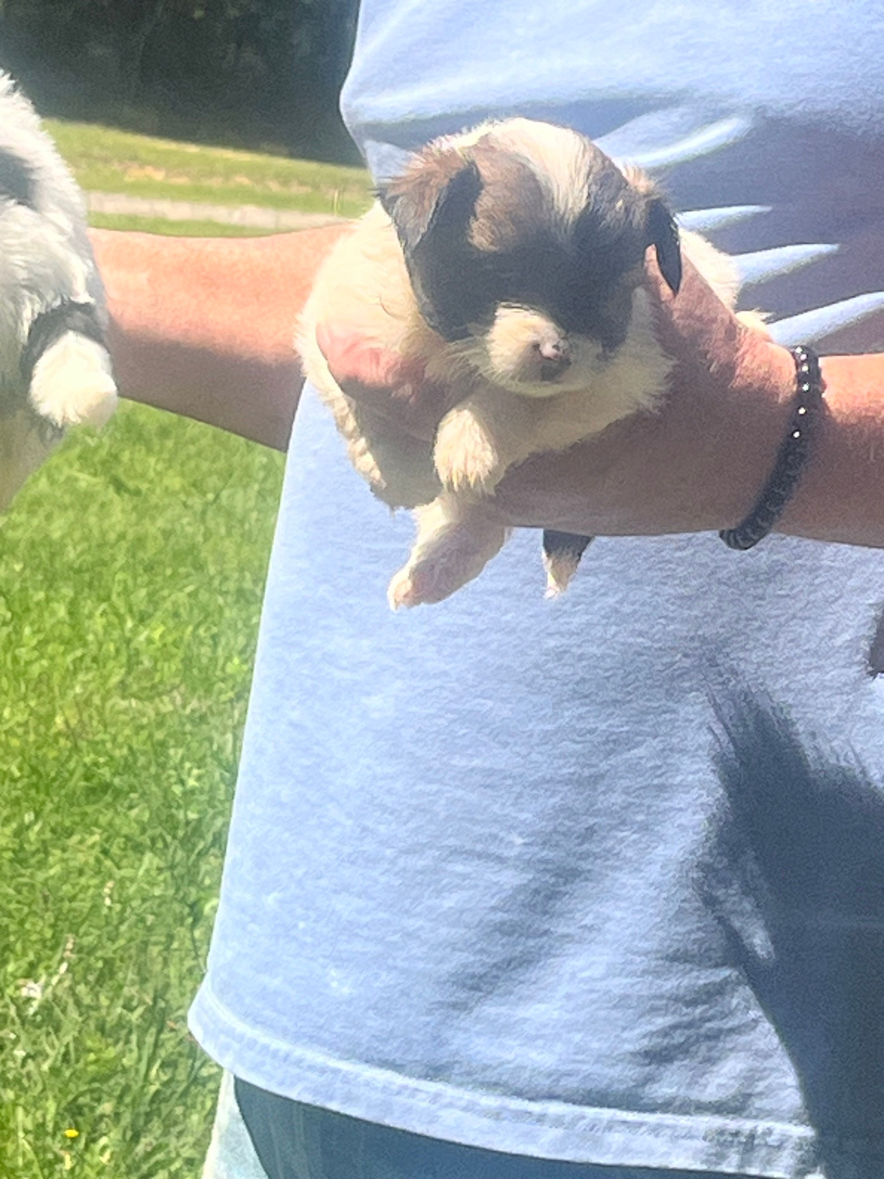 Sassy – Chihuahua, Morkie puppy for sale in East Dublin, GA