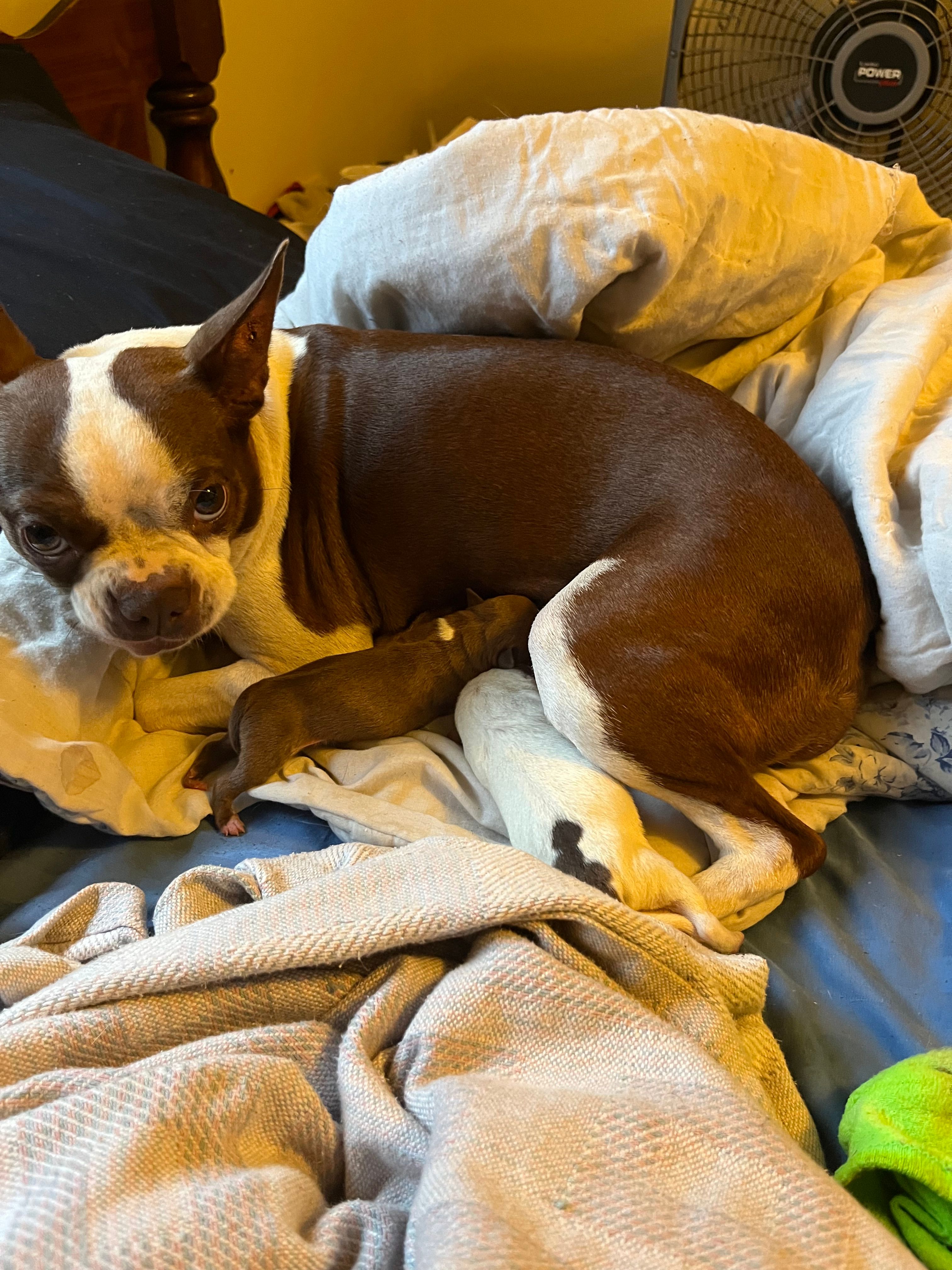 Callie – Boston Terrier, Chihuahua puppy for sale in East Dublin, GA