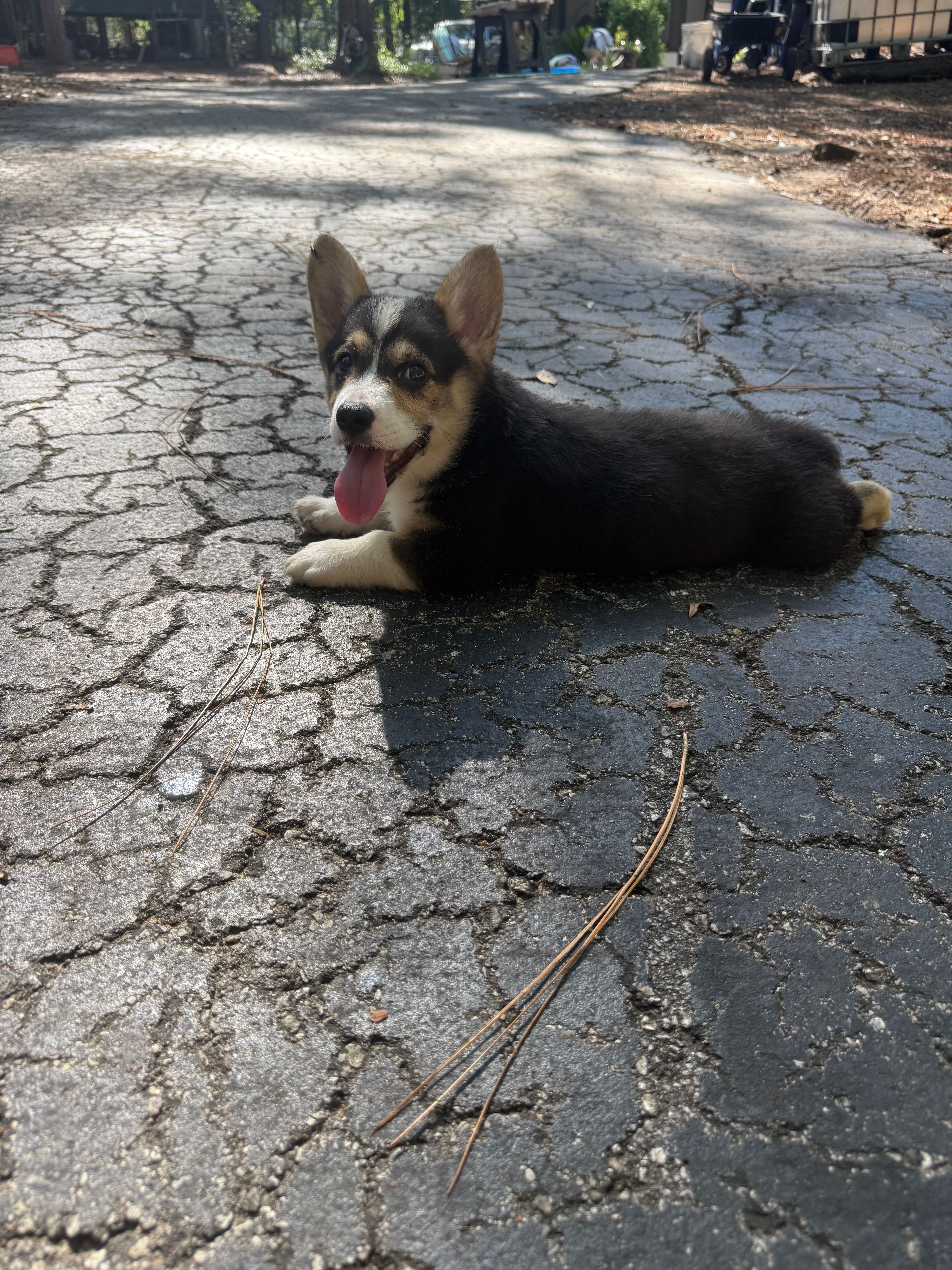 Nola  – Pembroke Welsh Corgi puppy for sale in Floral City, FL