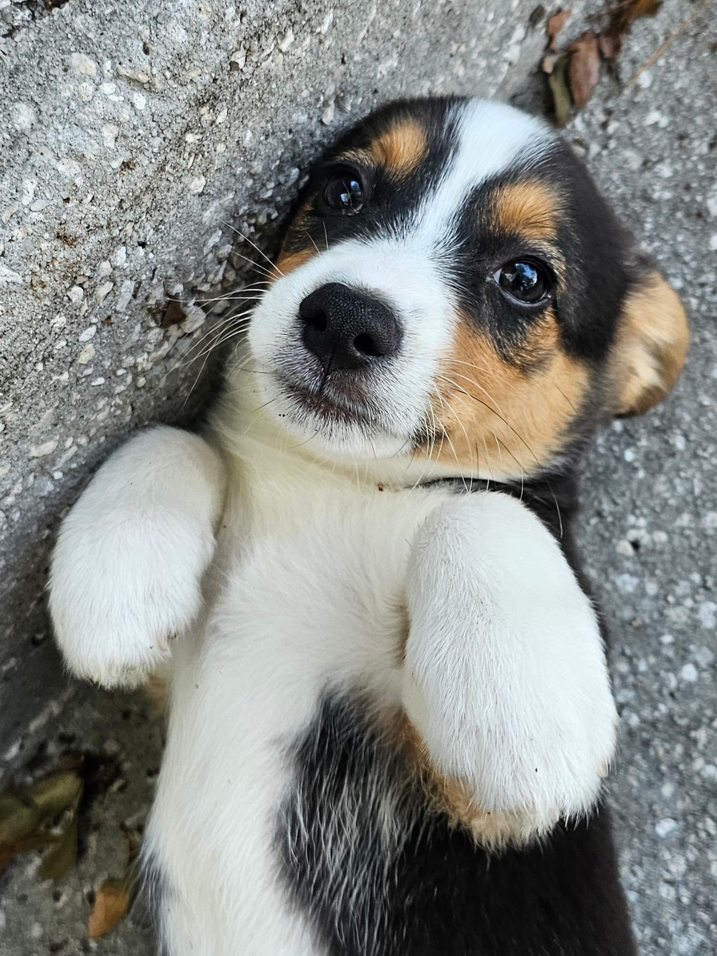 Bongo  – Pembroke Welsh Corgi, Beagle puppy for sale in Floral City, FL