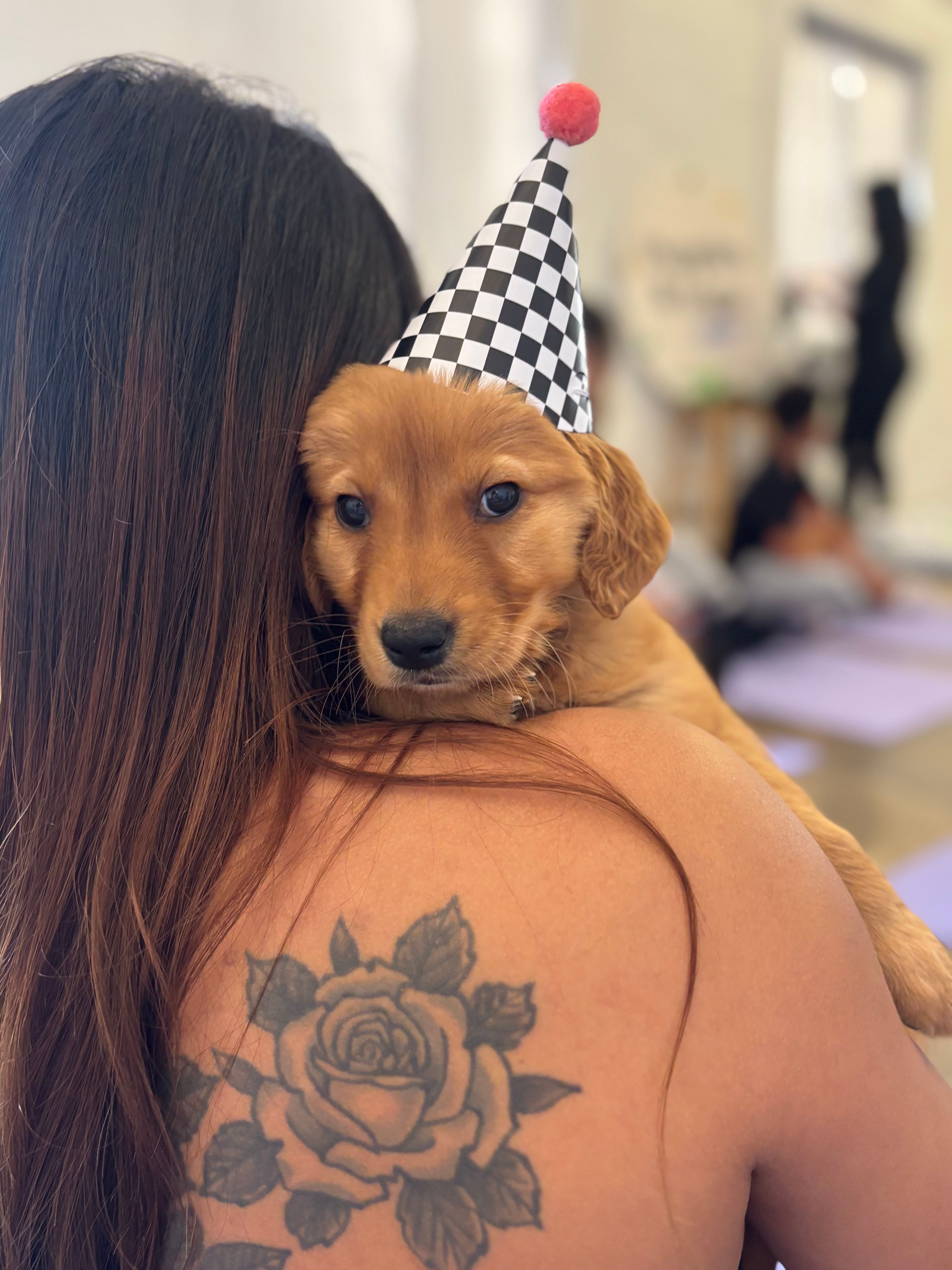 Sunny – Golden Retriever puppy for sale in Floral City, FL