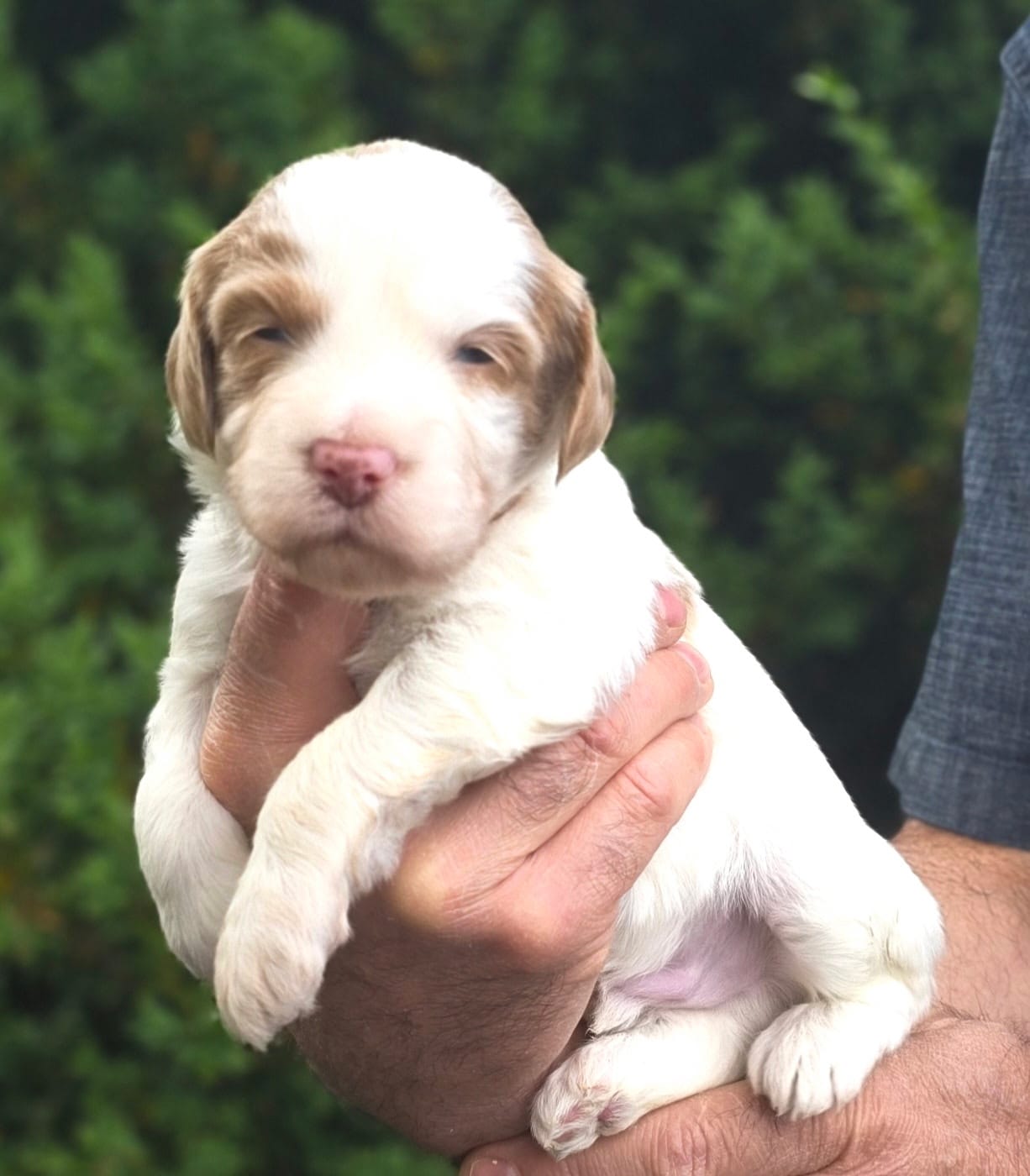 (Orange Collar) Cloud – Miniature Goldendoodle puppy for sale in Granite Falls, NC