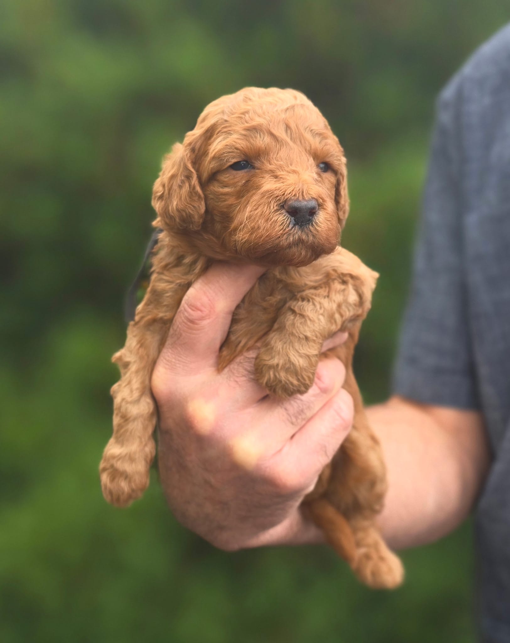 (Black collar) Storm – Miniature Goldendoodle puppy for sale in Granite Falls, NC