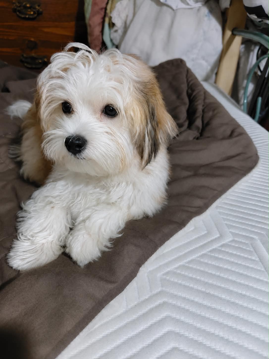 Cedar – Morkie puppy for sale in Lilly, PA