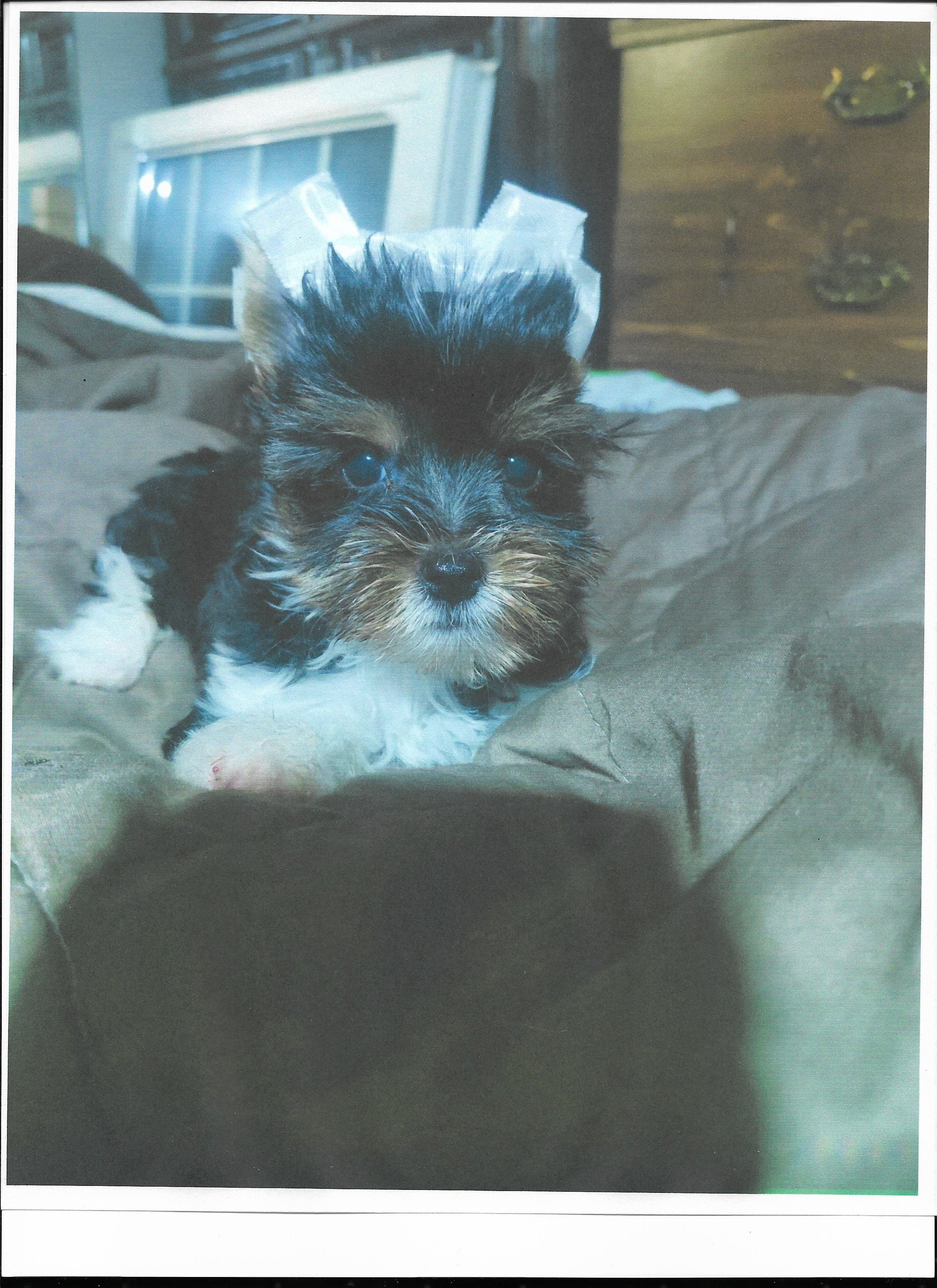 JJ – Mini Yorkshire Aussie puppy for sale in Lilly, PA
