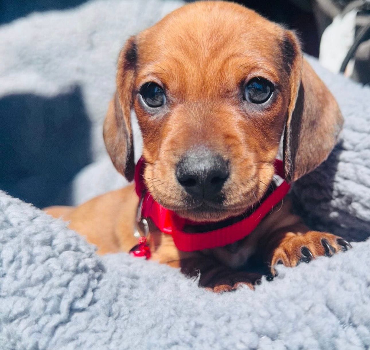 Charlie – Miniature Dachshund puppy for sale in Garden Grove, CA
