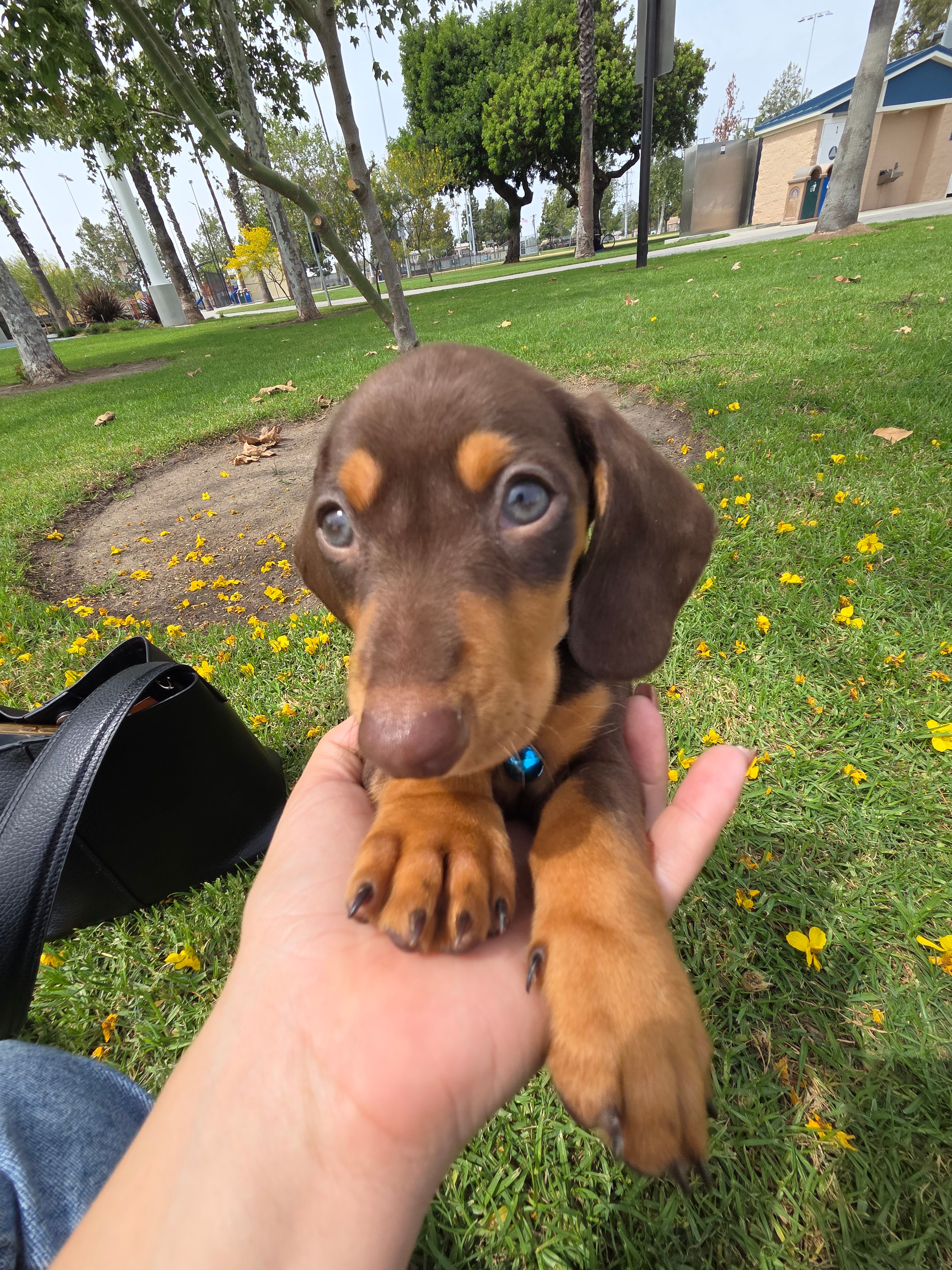 Resses – Dachshund puppy for sale in Garden Grove, CA