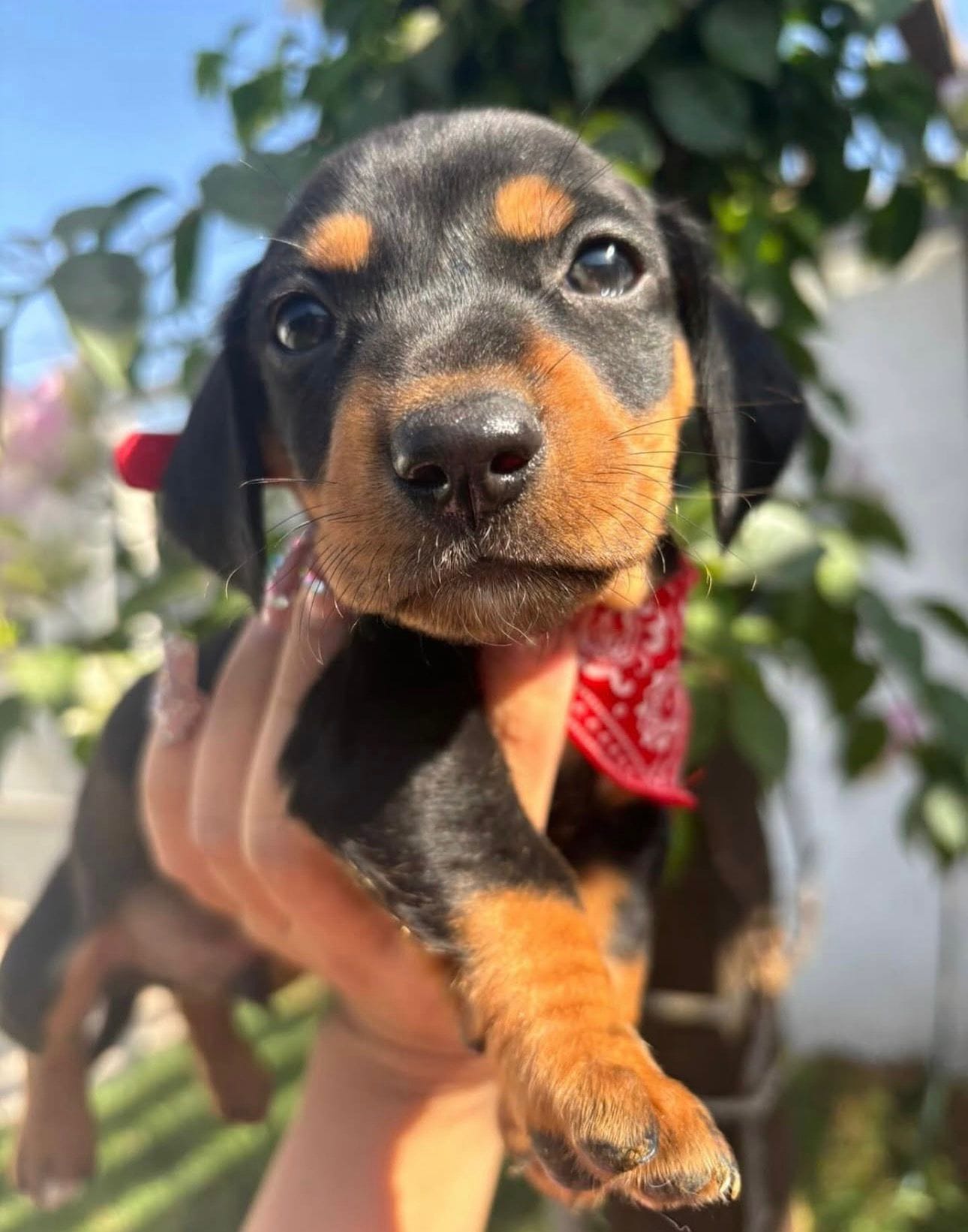 Dominic – Miniature Dachshund puppy for sale in Garden Grove, CA