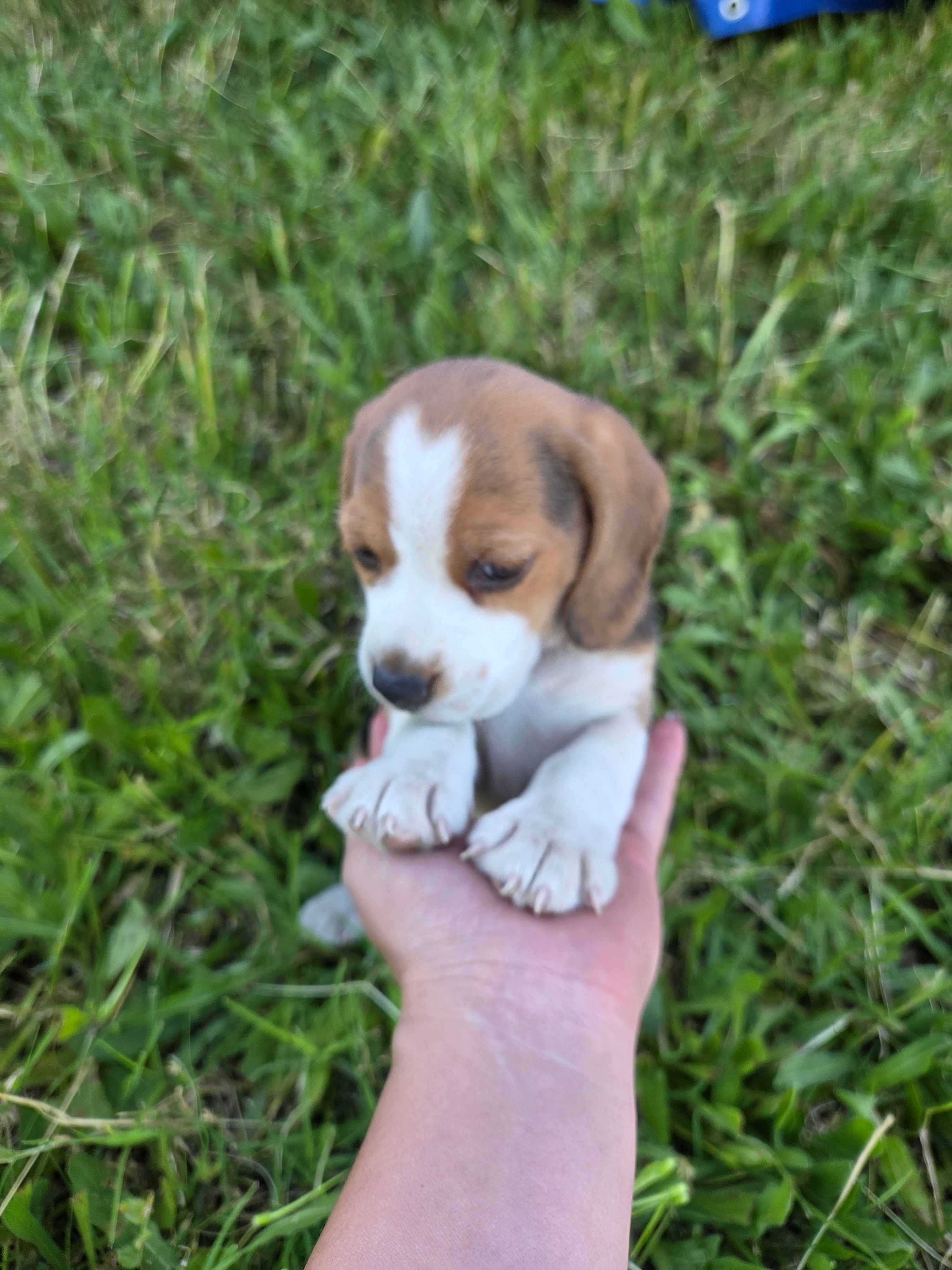 Tom – Beagle puppy for sale in Fountain Valley, CA