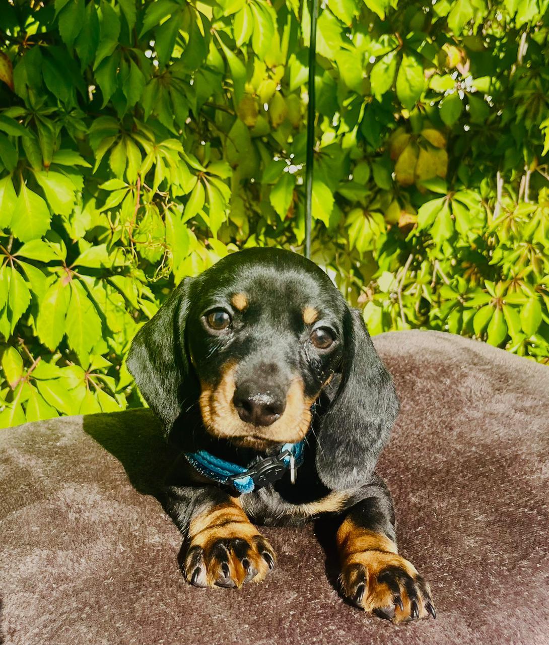 Timee/ timotee – Dachshund puppy for sale in Fountain Valley, CA