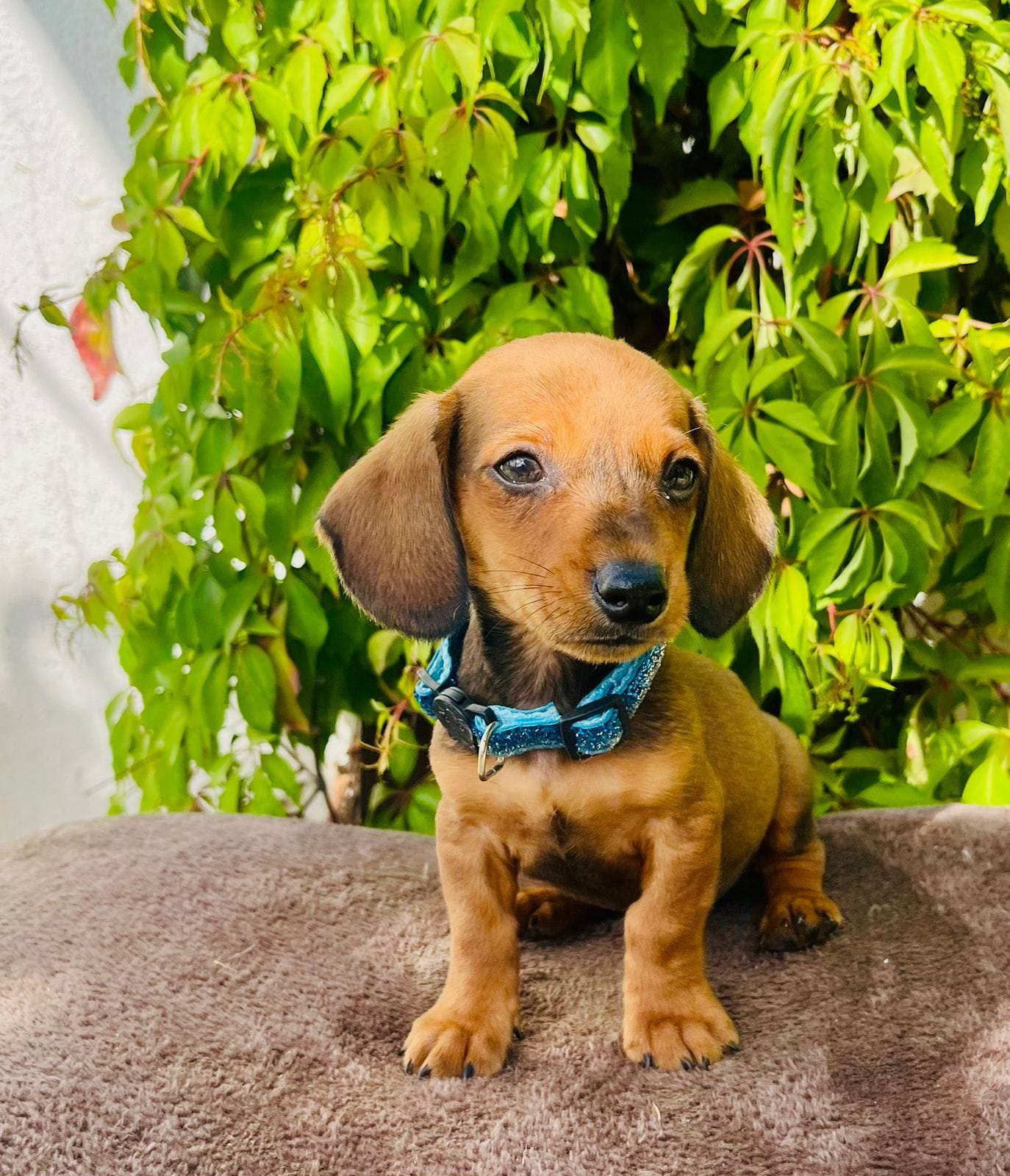 Tequila – Dachshund puppy for sale in Garden Grove, CA