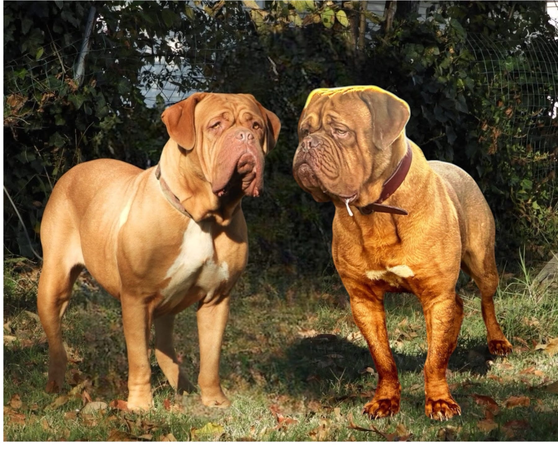 Etta’s boy – Dogue de Bordeaux puppy for sale in Clayton, NJ