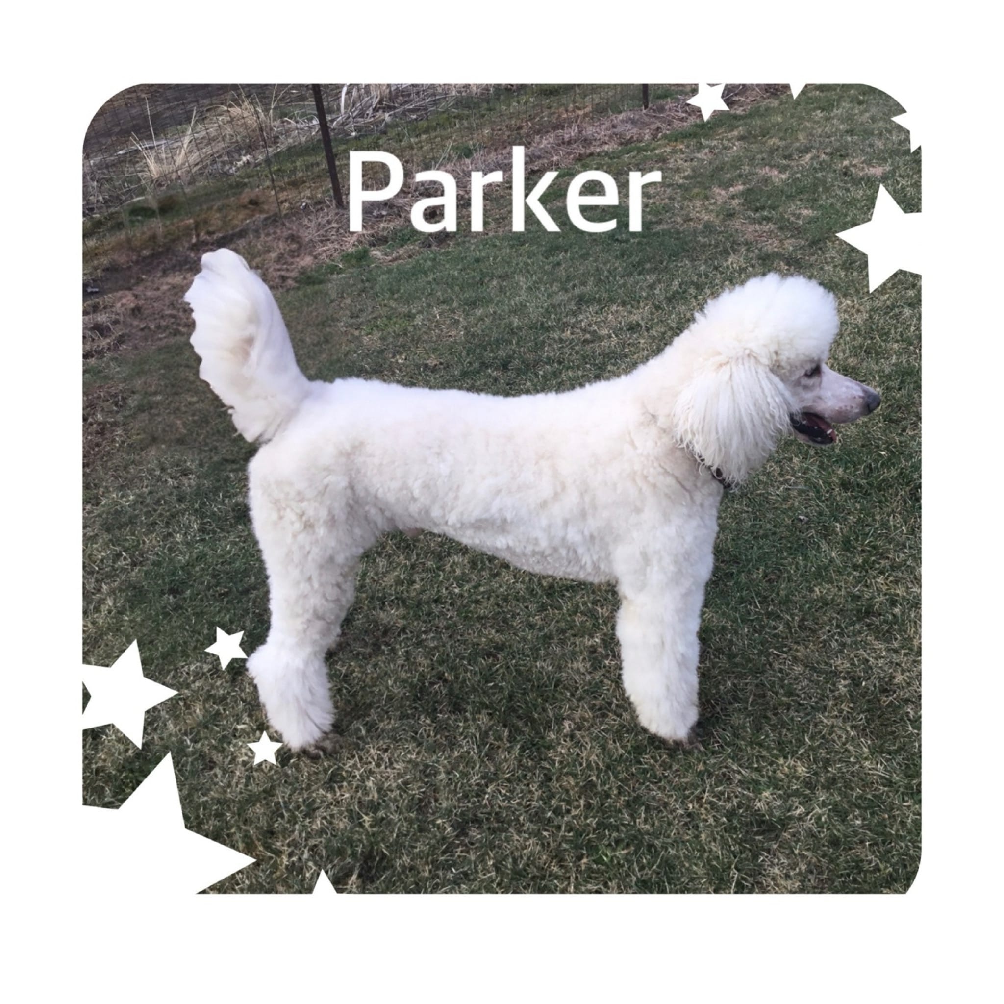 ROYAL PARKER – Poodle - Standard  puppy for sale in Bristolville, OH