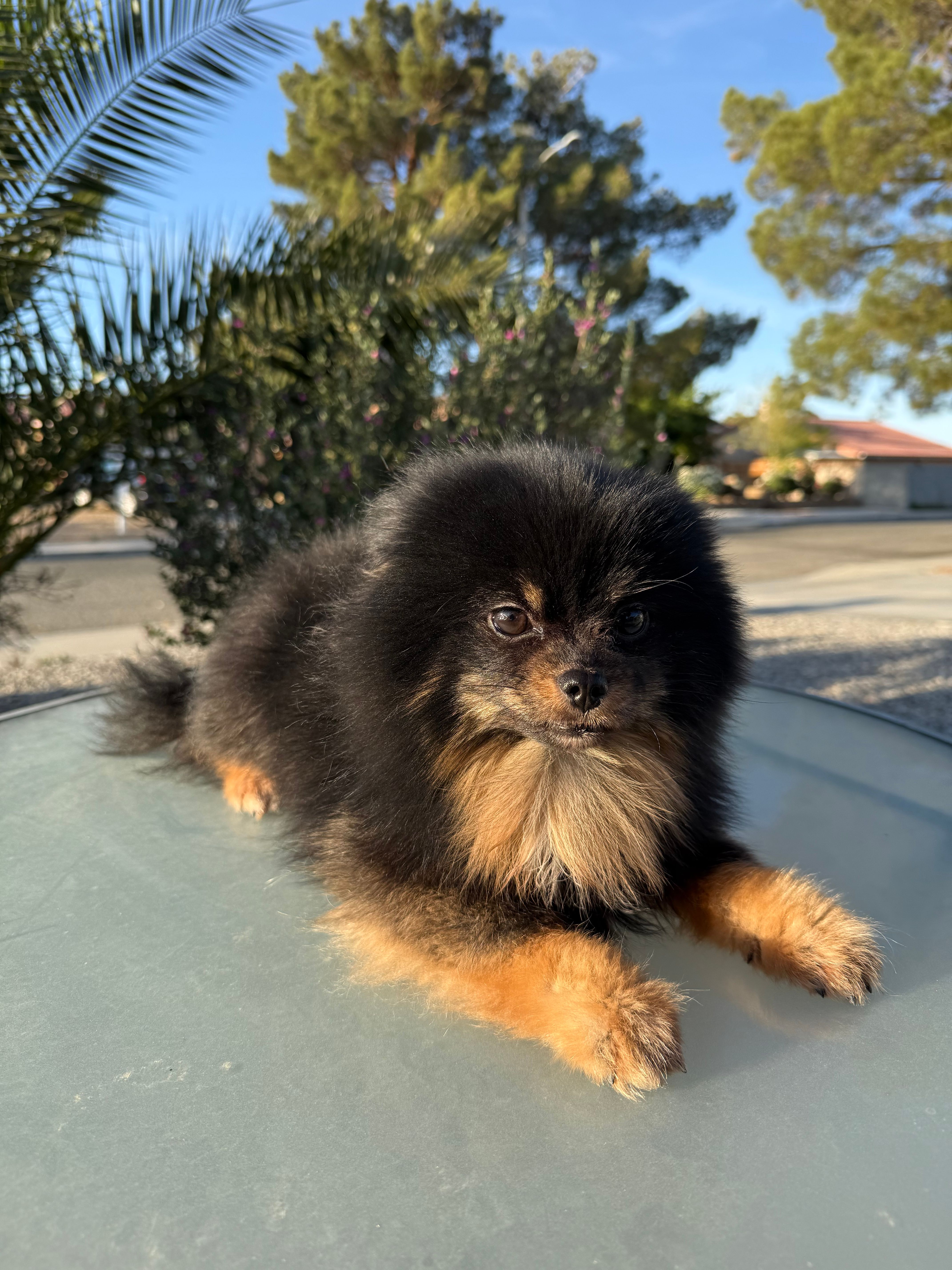 Osito – Pomeranian puppy for sale in Victorville, CA