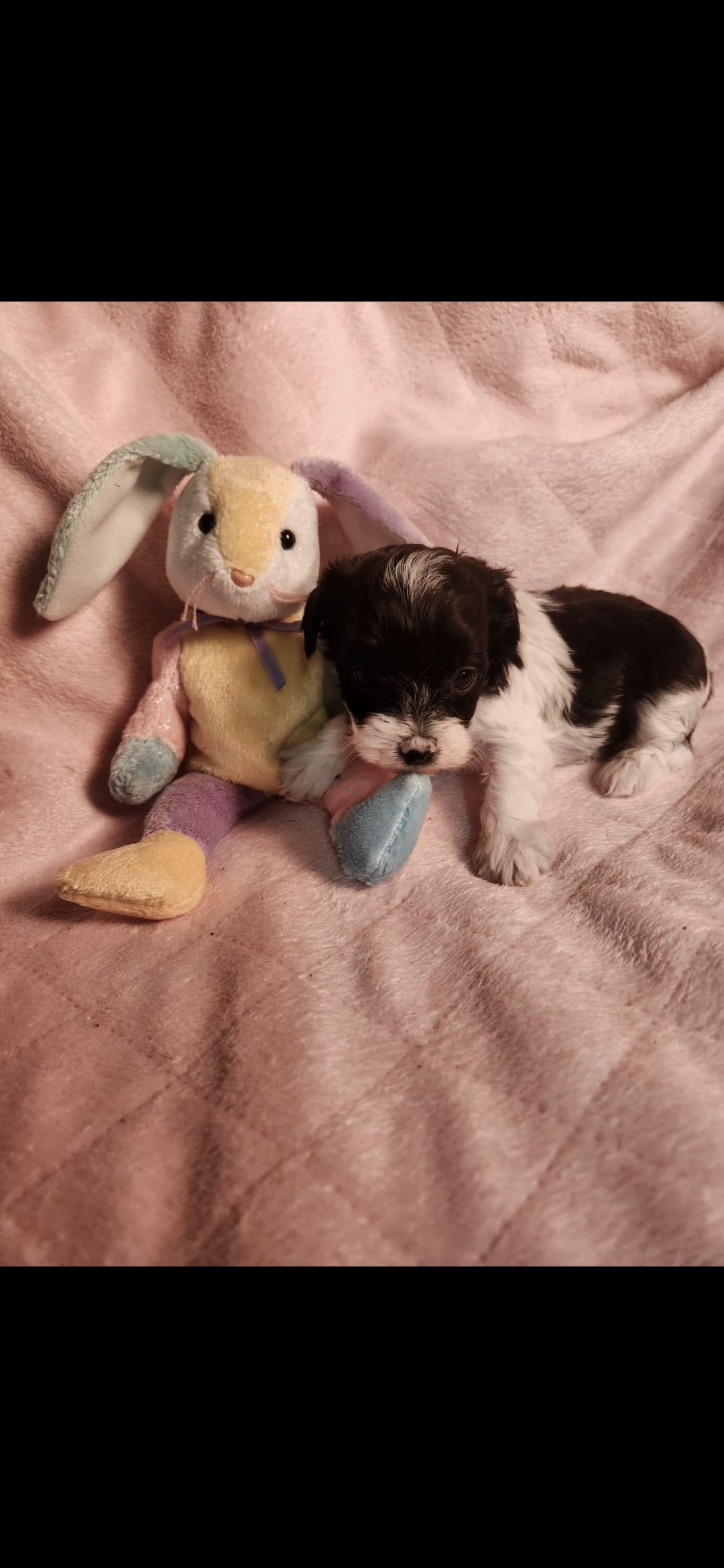 Female #4 – Yorkipoo puppy for sale in Noblesville, IN