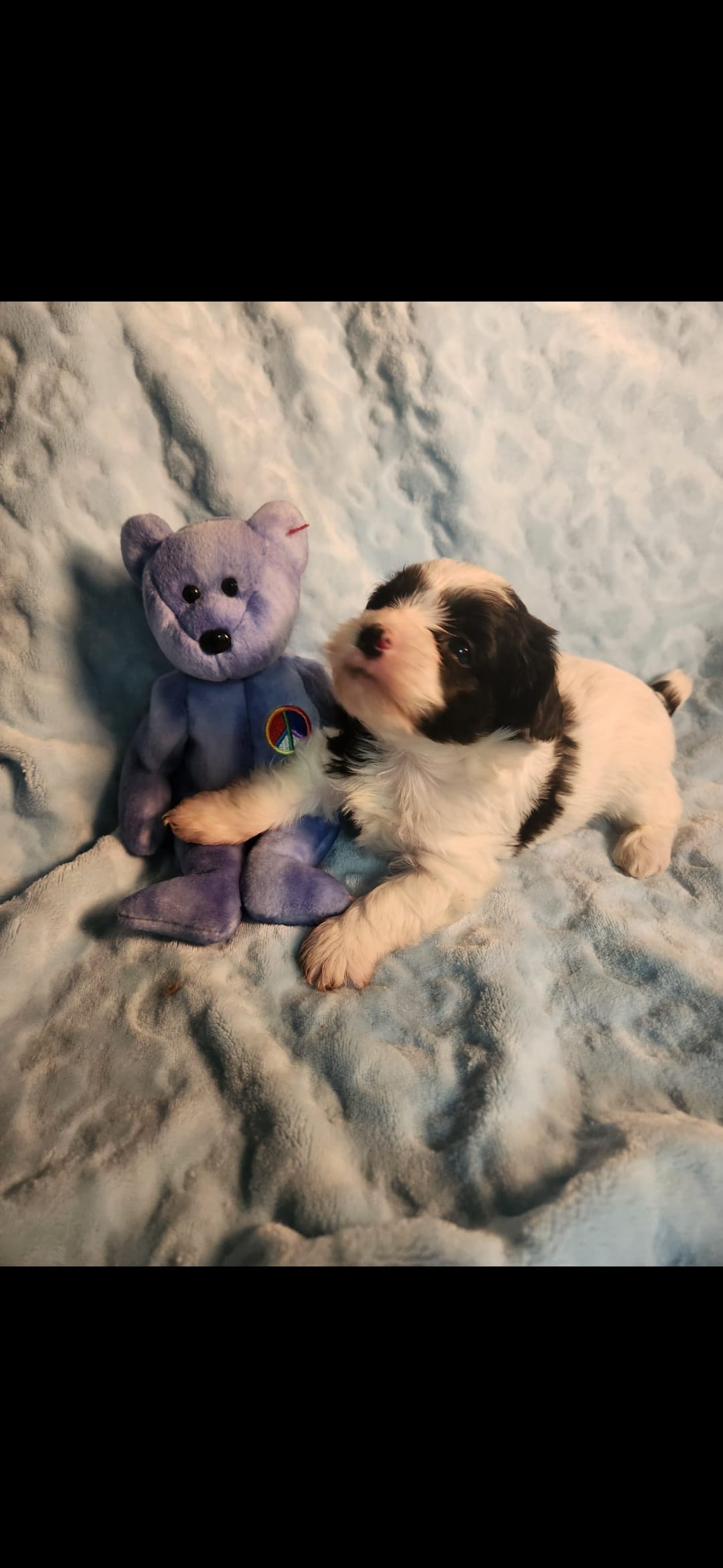 Male # – Yorkipoo puppy for sale in Noblesville, IN