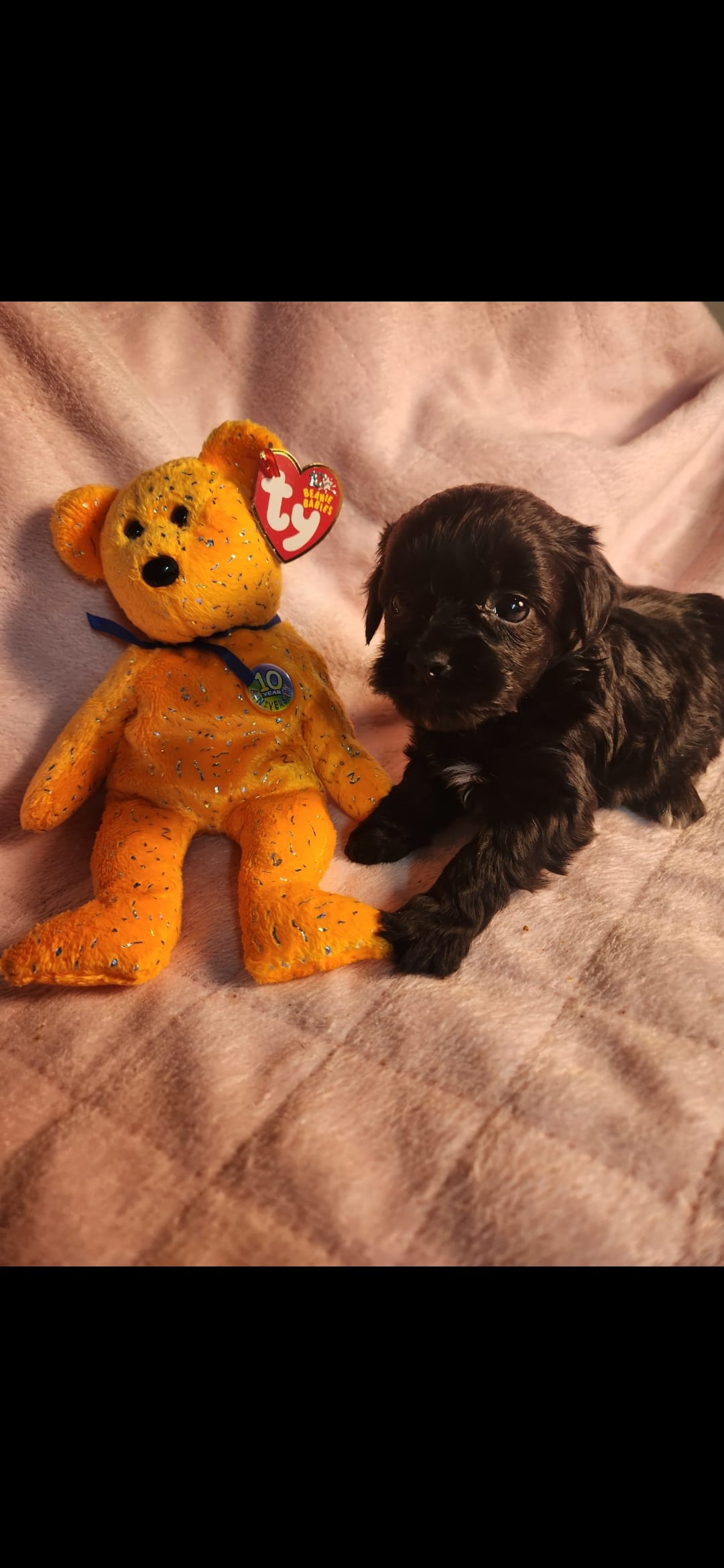Female #3 – Yorkipoo puppy for sale in Noblesville, IN