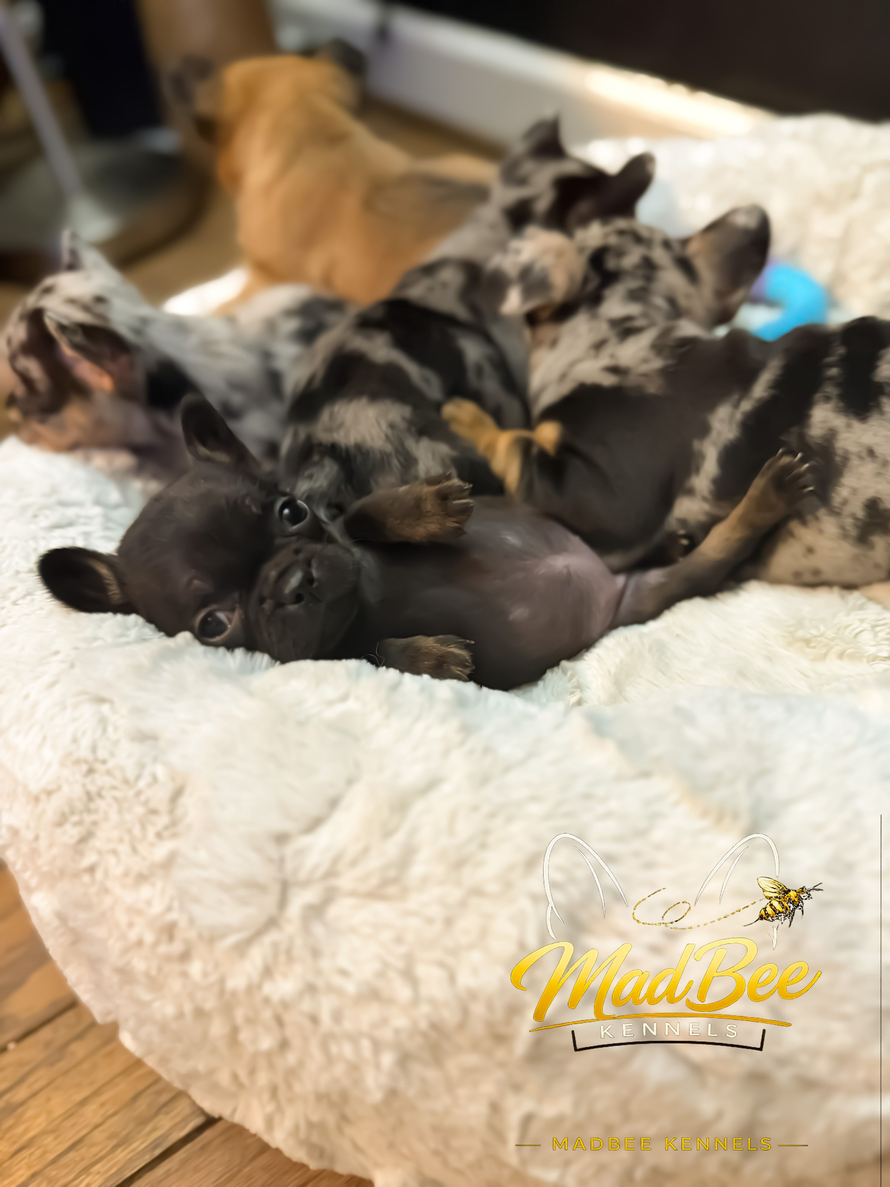 Toothless – French Bulldog puppy for sale in Fayetteville, NC