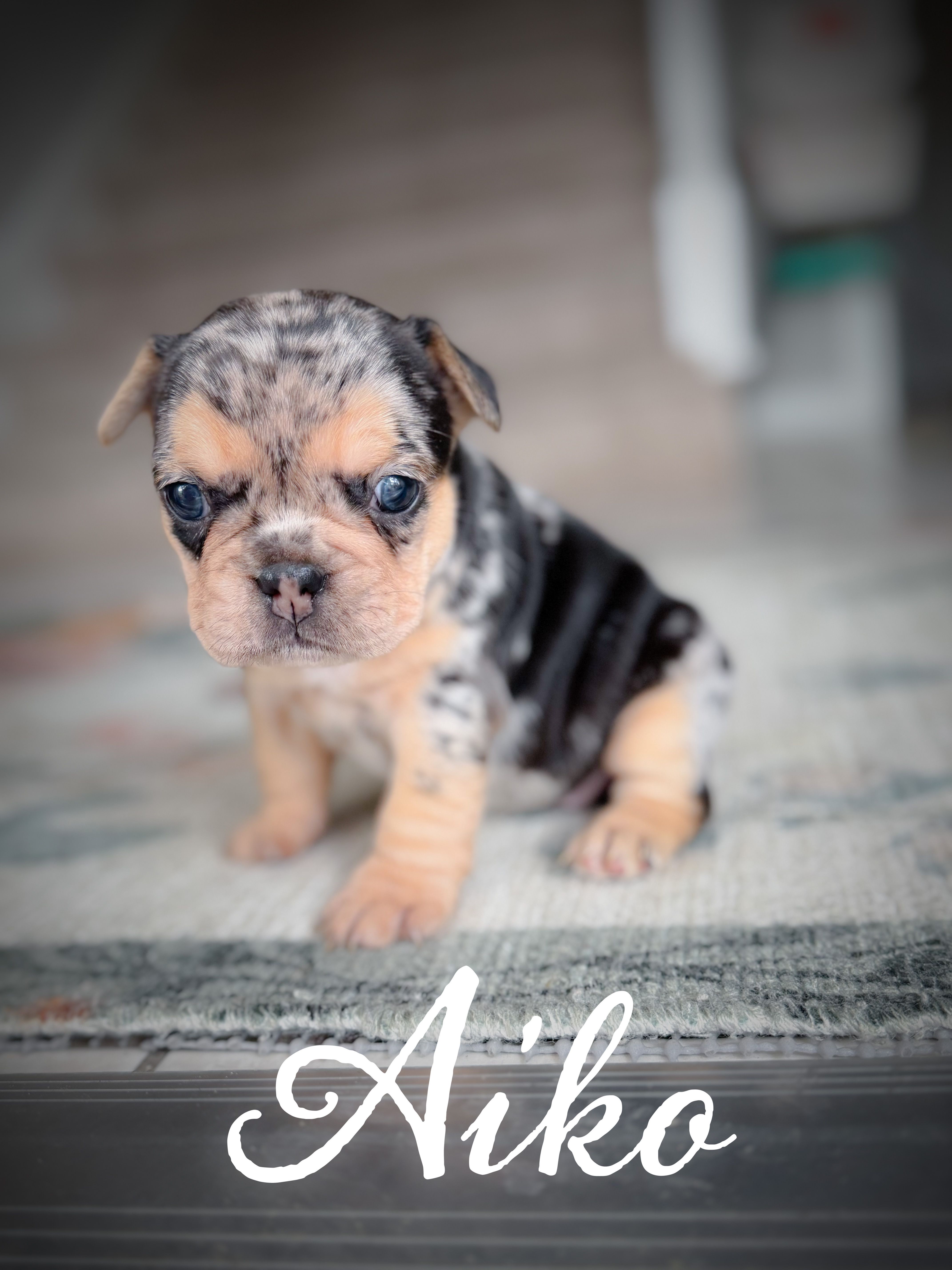 Aiko – French Bulldog puppy for sale in Fayetteville, NC