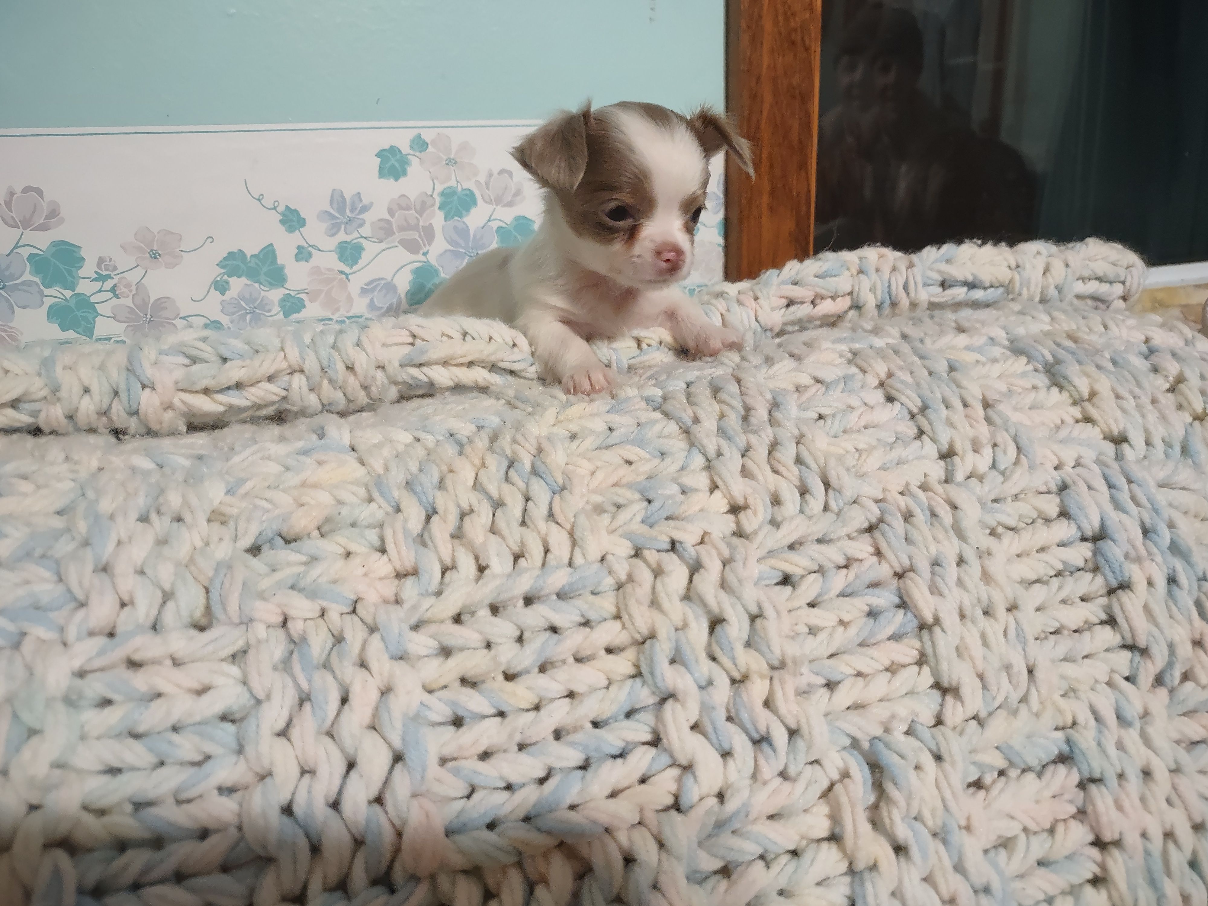 Lil Dollie  – Chihuahua puppy for sale in Scottville, MI