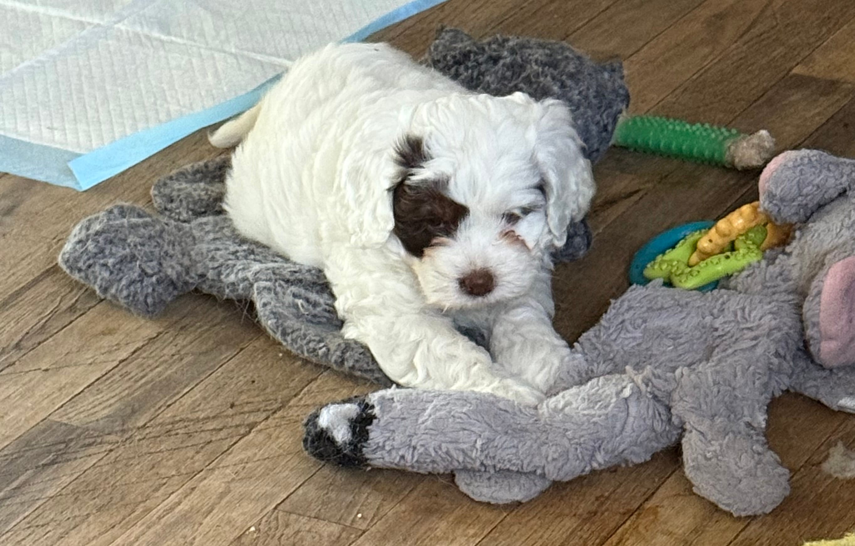 Ivy – Cockapoo puppy for sale in Wixom, MI