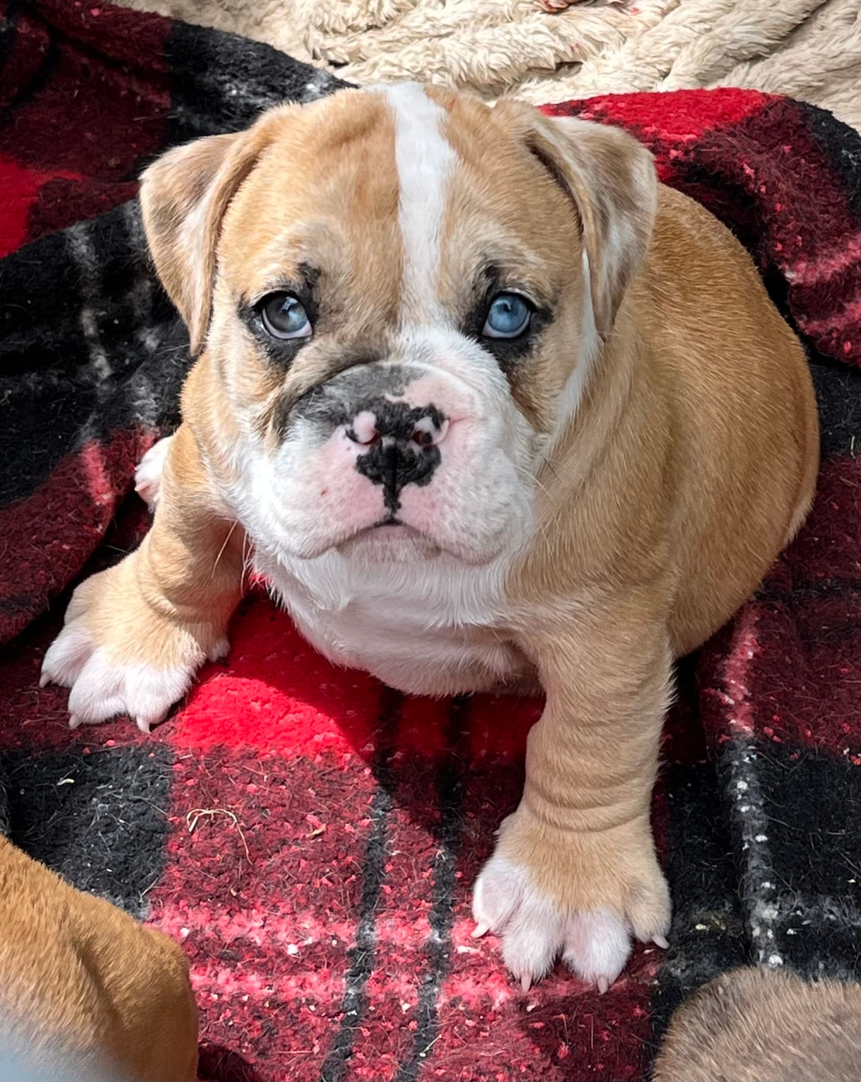 Blue eyes – English Bulldog puppy for sale in Grant, AL