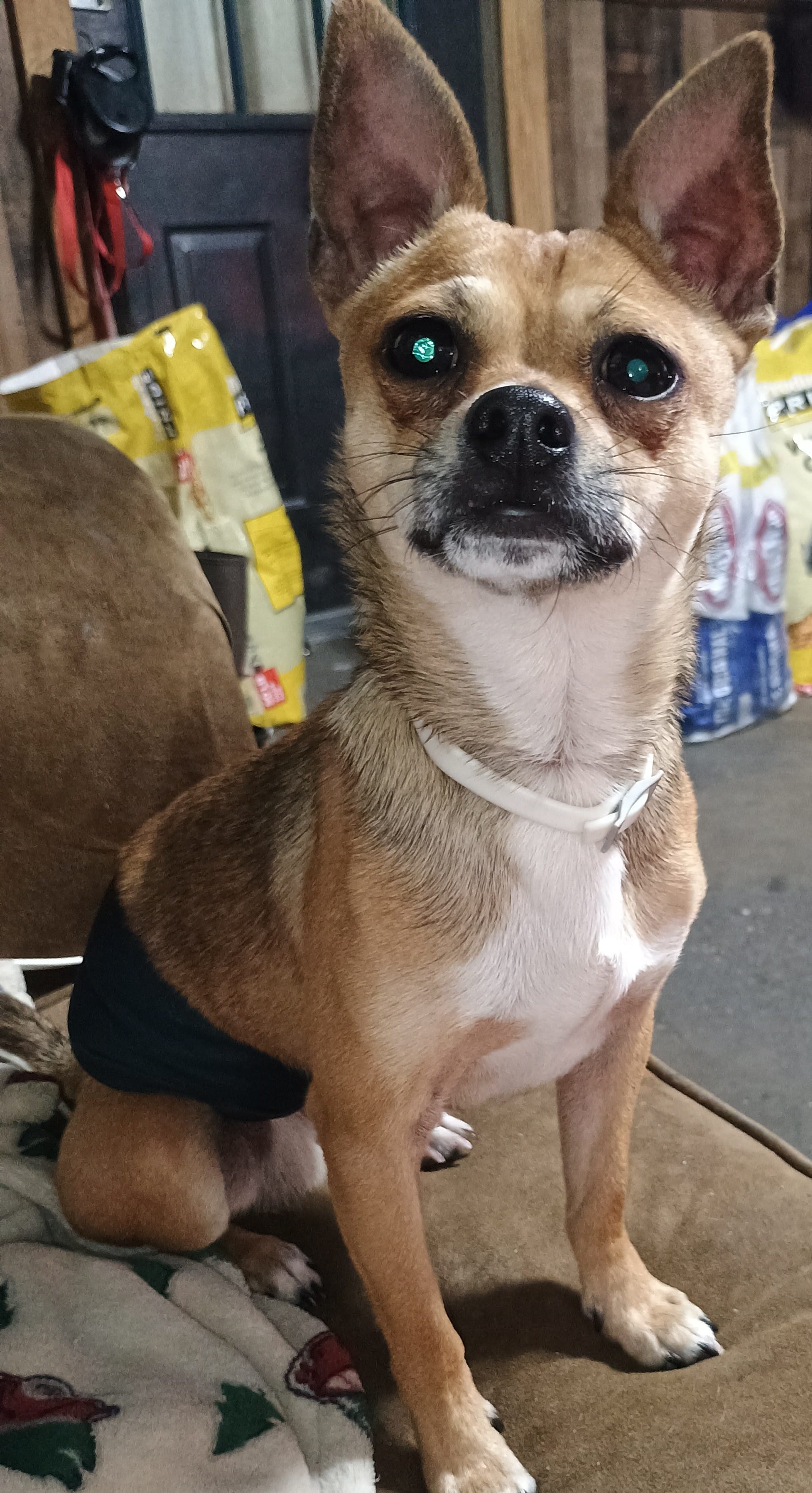 Little Boy  – Chihuahua puppy for sale in Pearl, MS