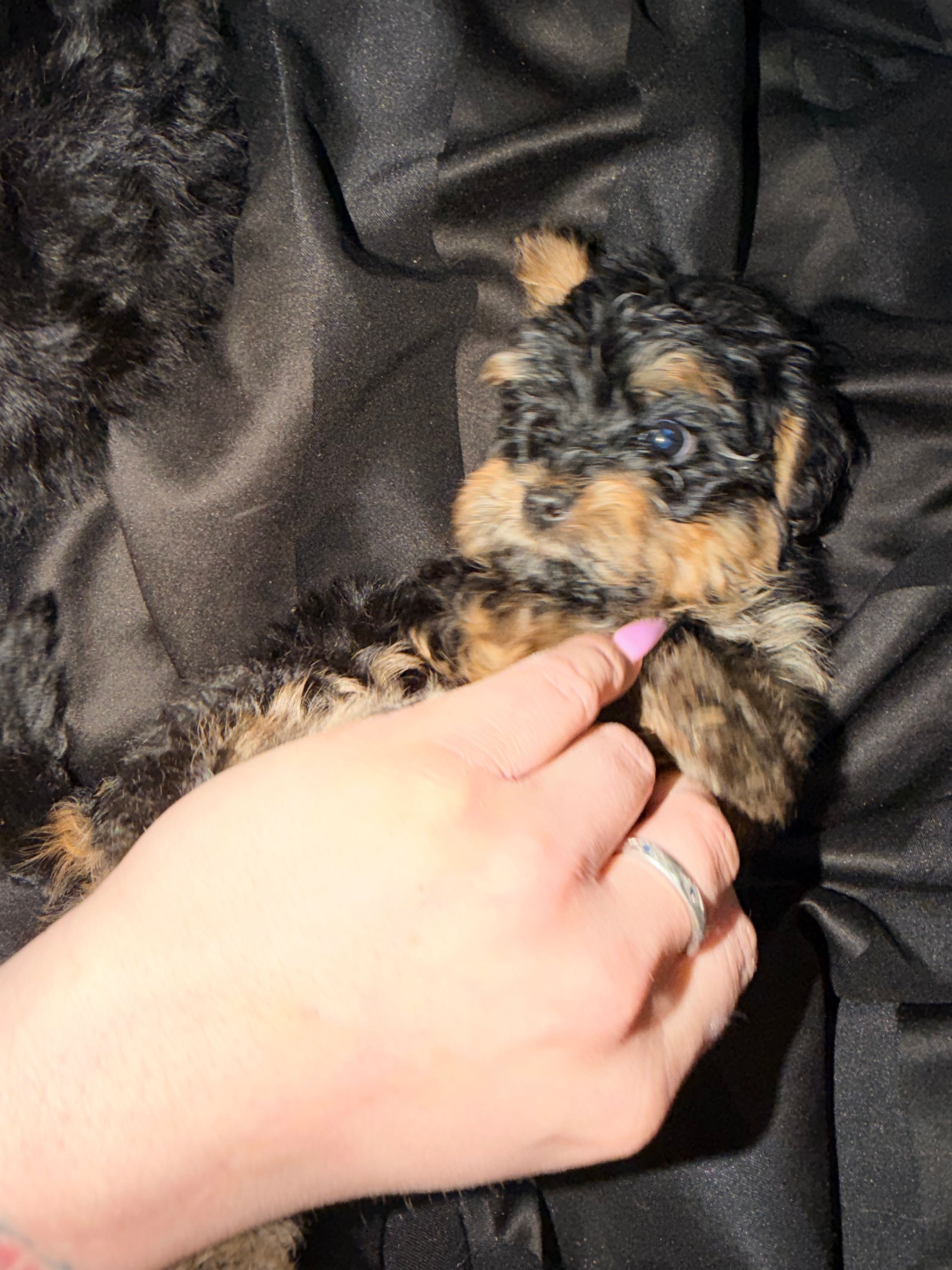 Girl 2 – Yorkipoo puppy for sale in Hoboken, NJ