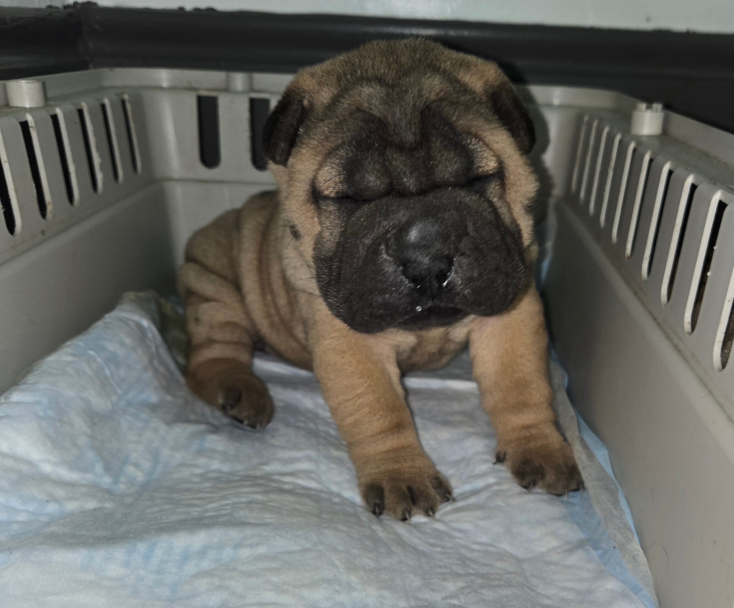Big mamma  – Chinese Shar-Pei puppy for sale in Rochester, NY