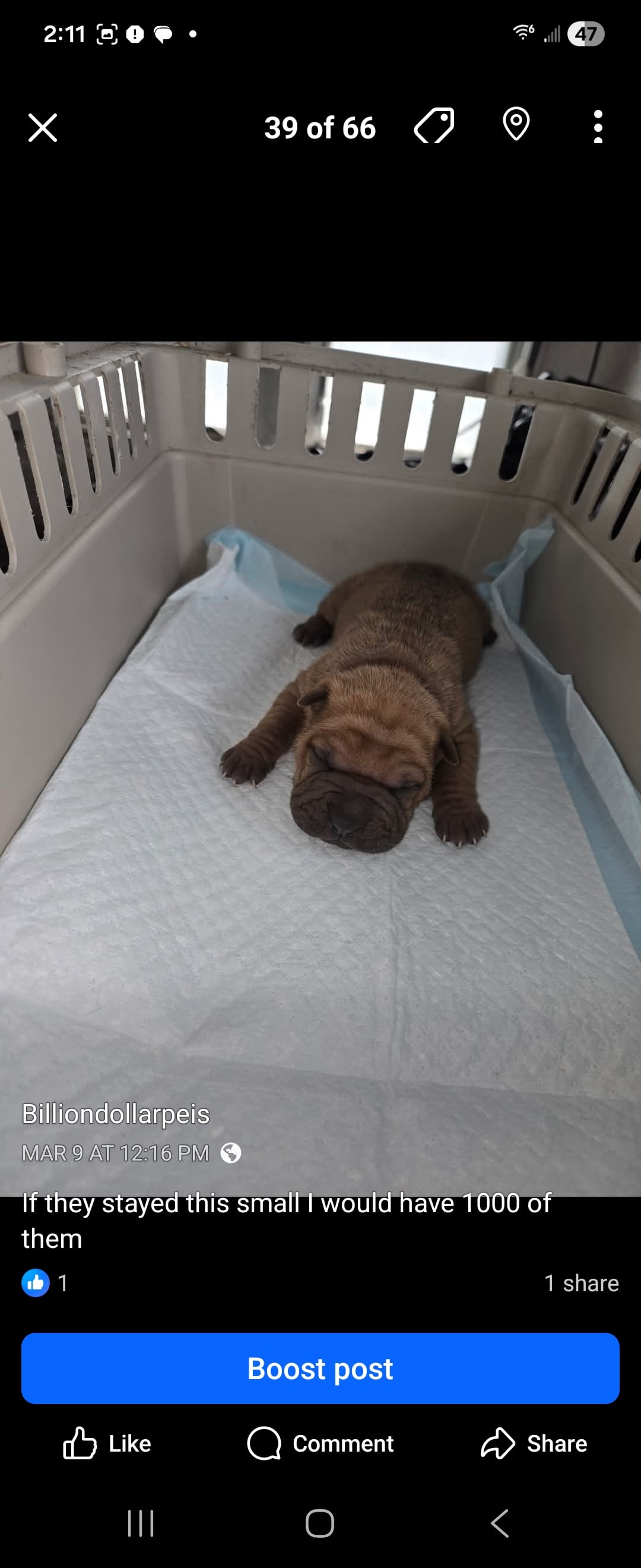 Kookie – Chinese Shar-Pei puppy for sale in Rochester, NY
