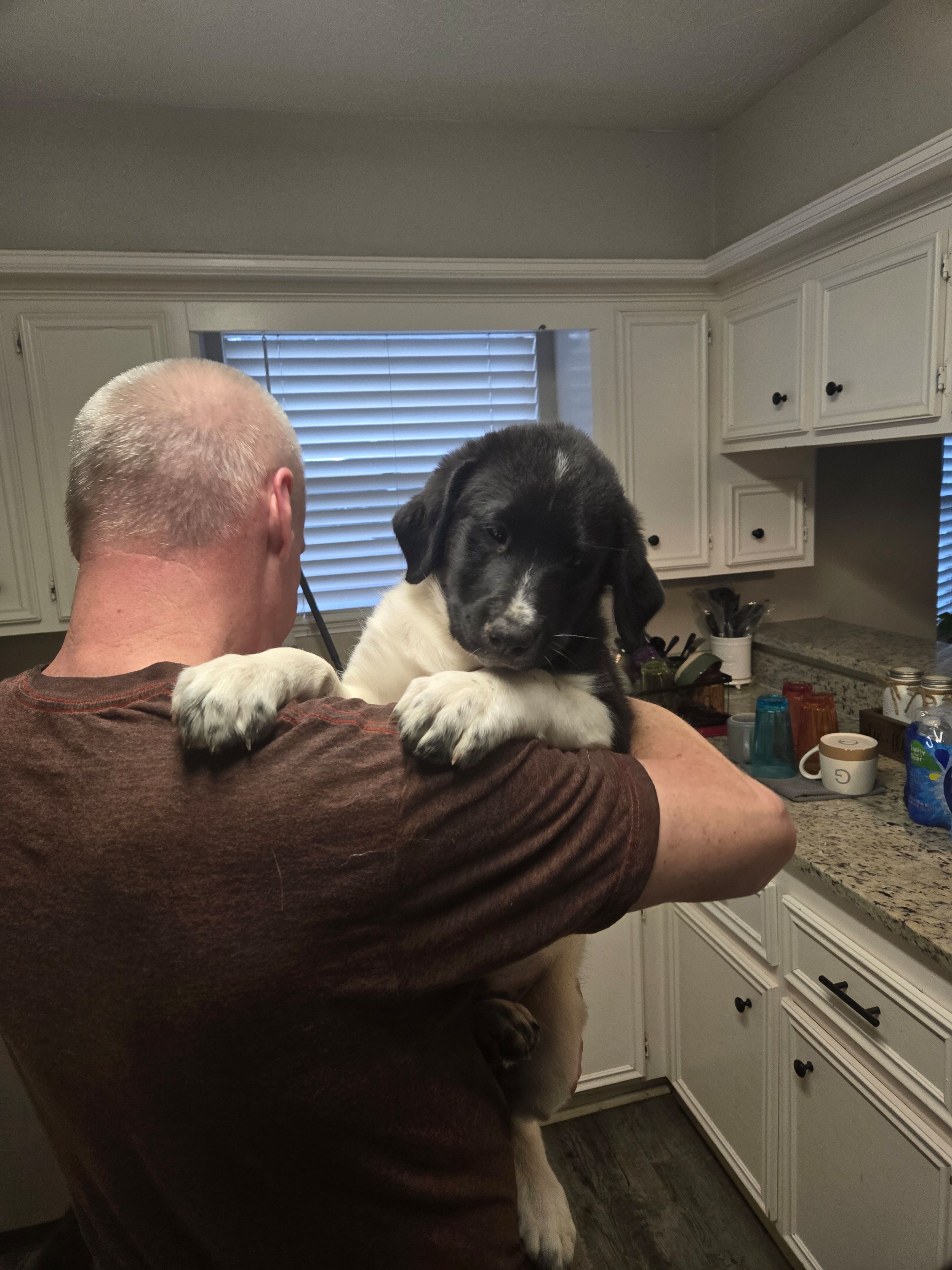 Woodstock – Australian Cattle Dog, Labrador Retriever puppy for sale in Spring, TX