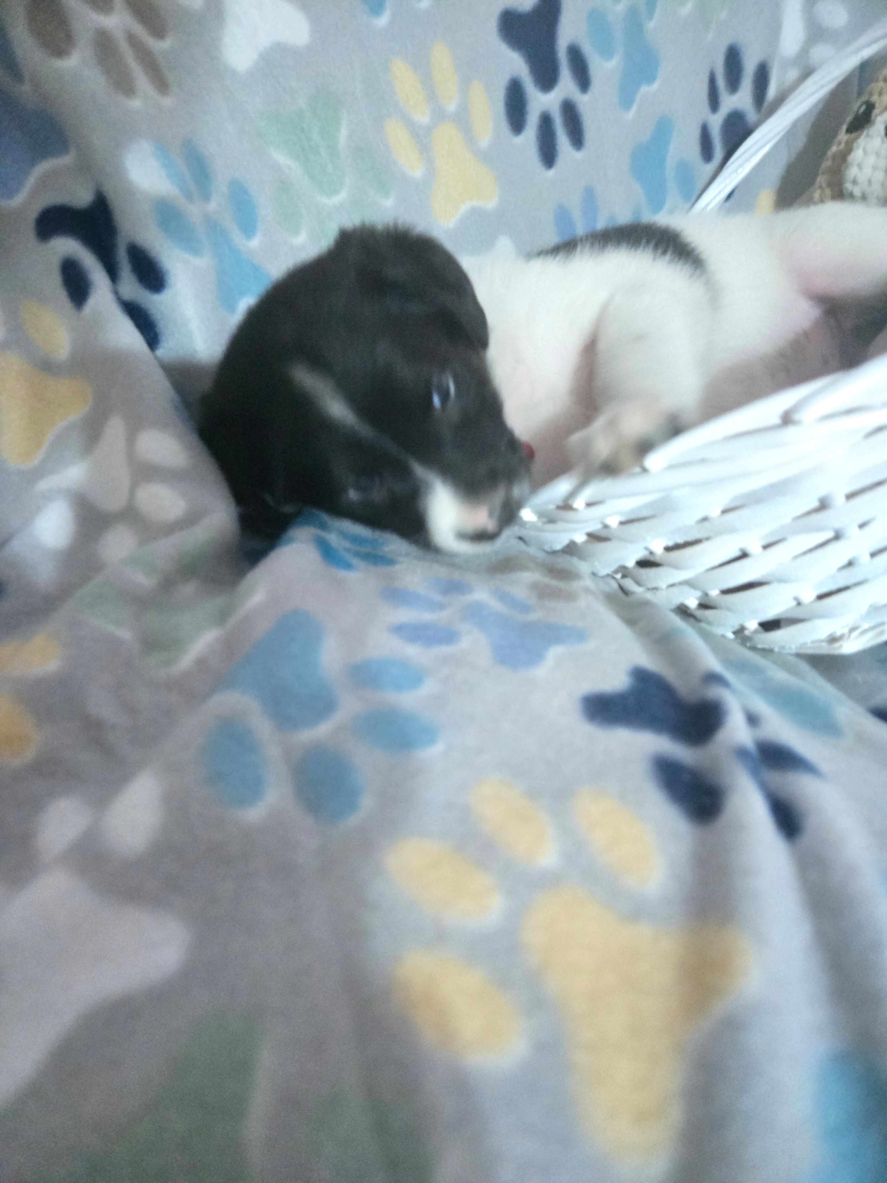 Woodstock, a male Australian Cattle Dog and Labrador Retriever for sale in Spring, TX – Photo 2 of 4